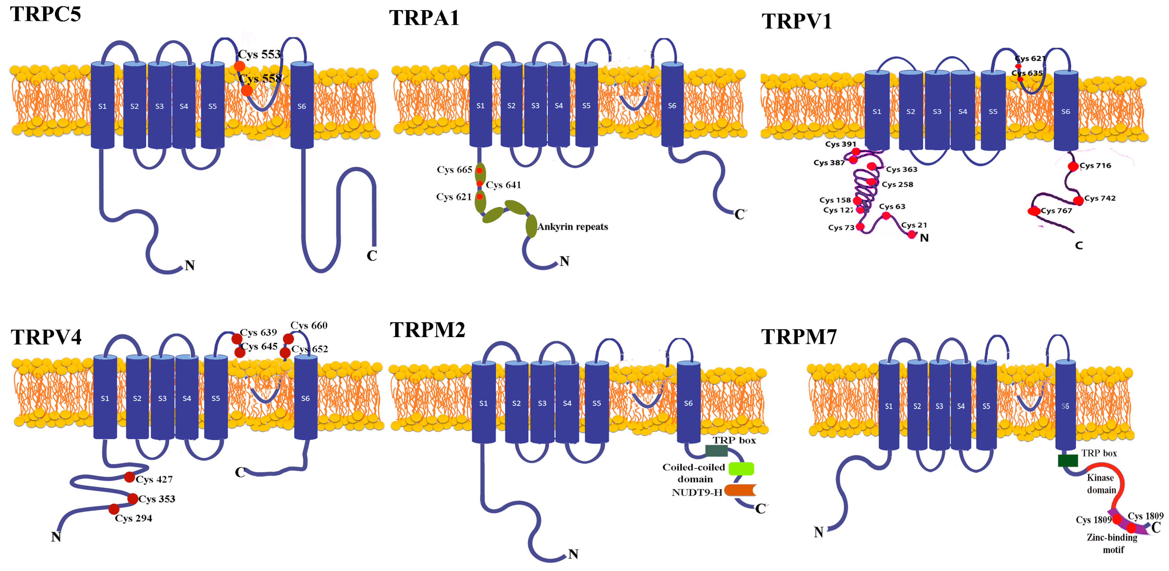 Antioxidants 12 01327 g001