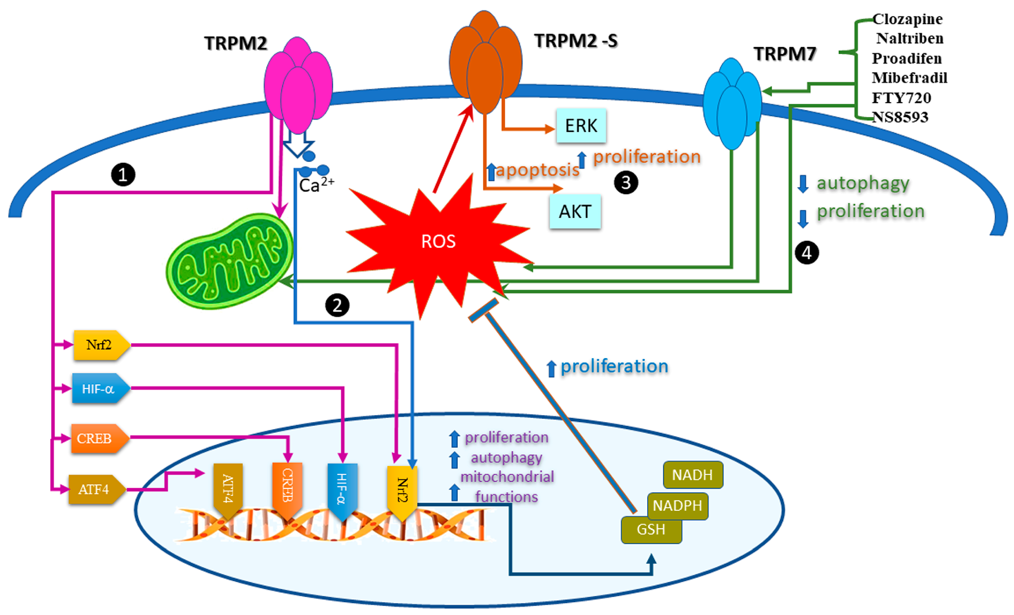 Antioxidants 12 01327 g002