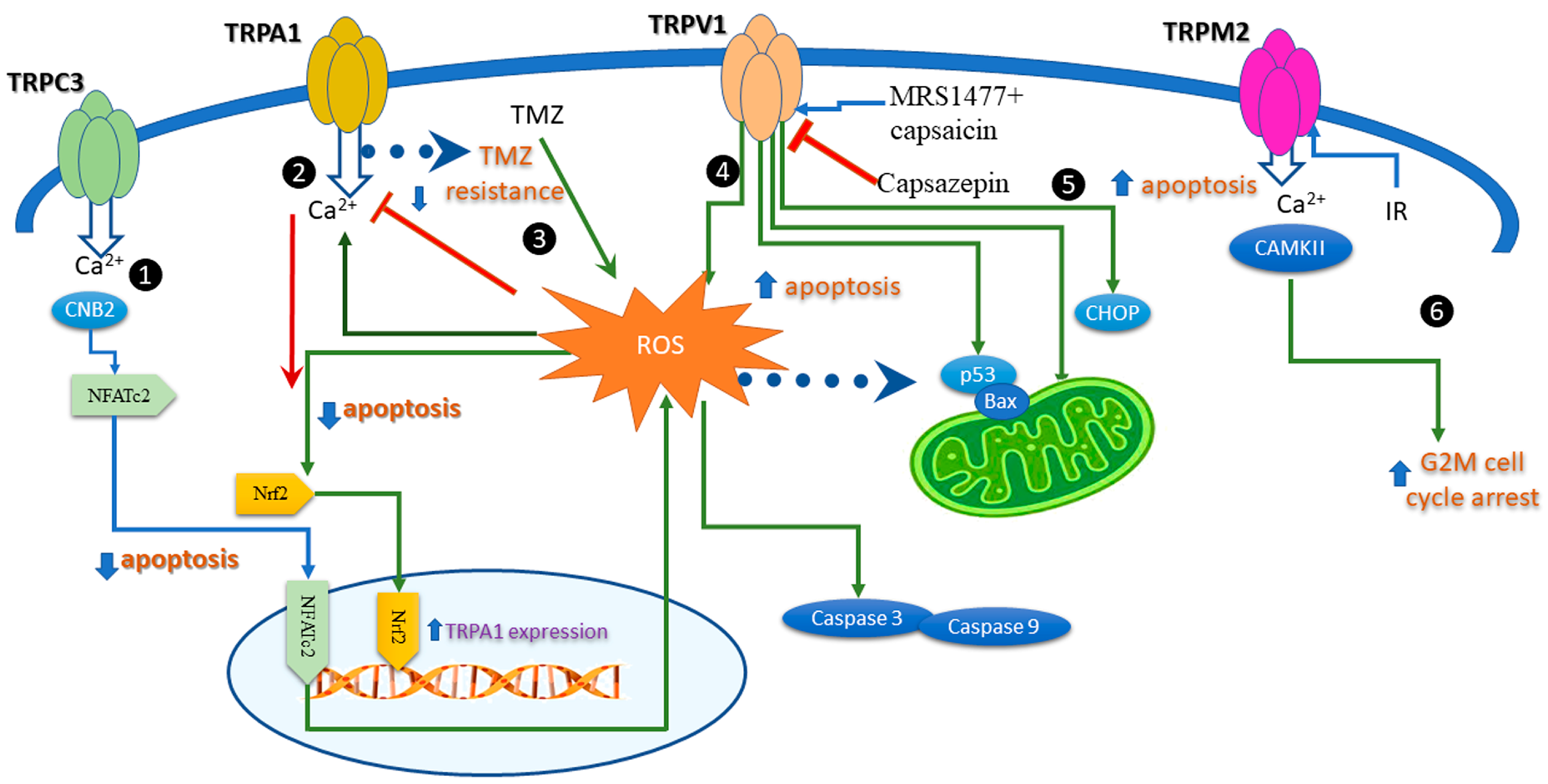 Antioxidants 12 01327 g003