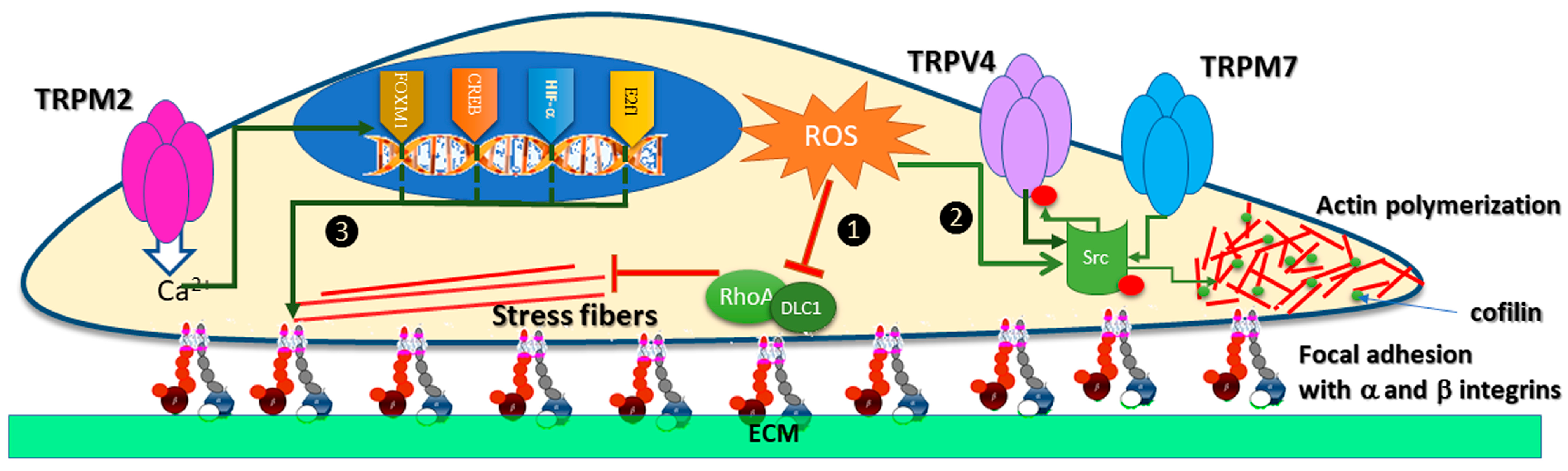 Antioxidants 12 01327 g004