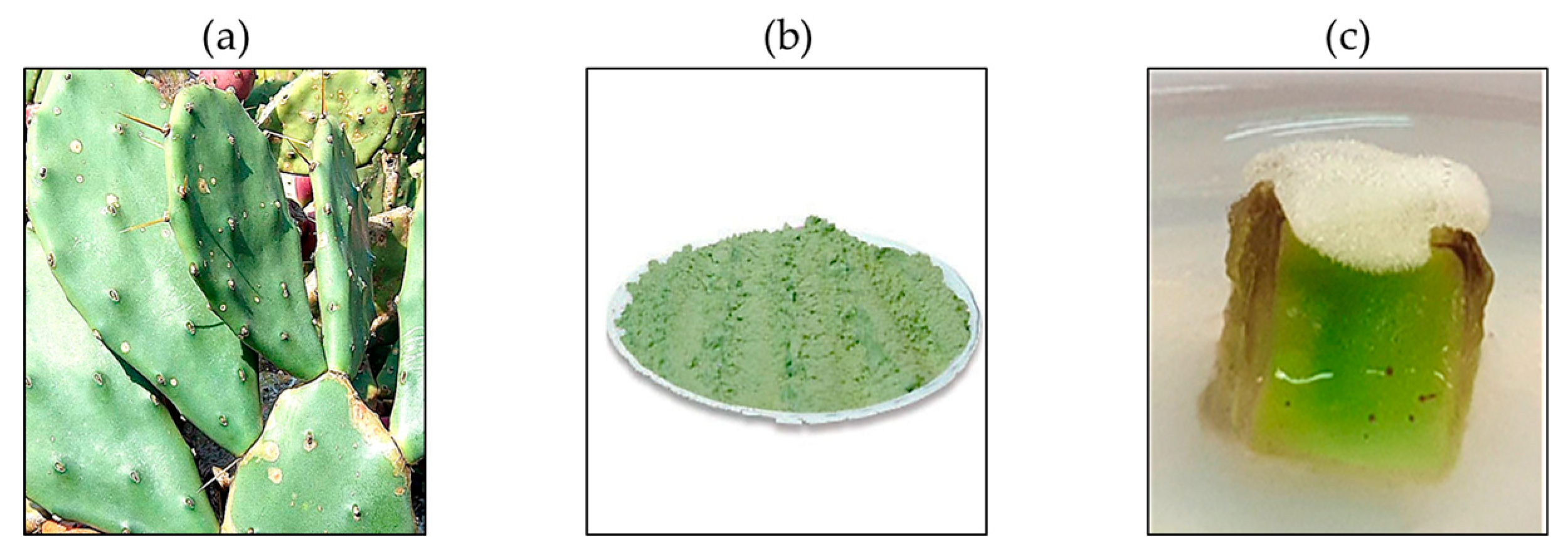 Antioxidants 12 01329 g001