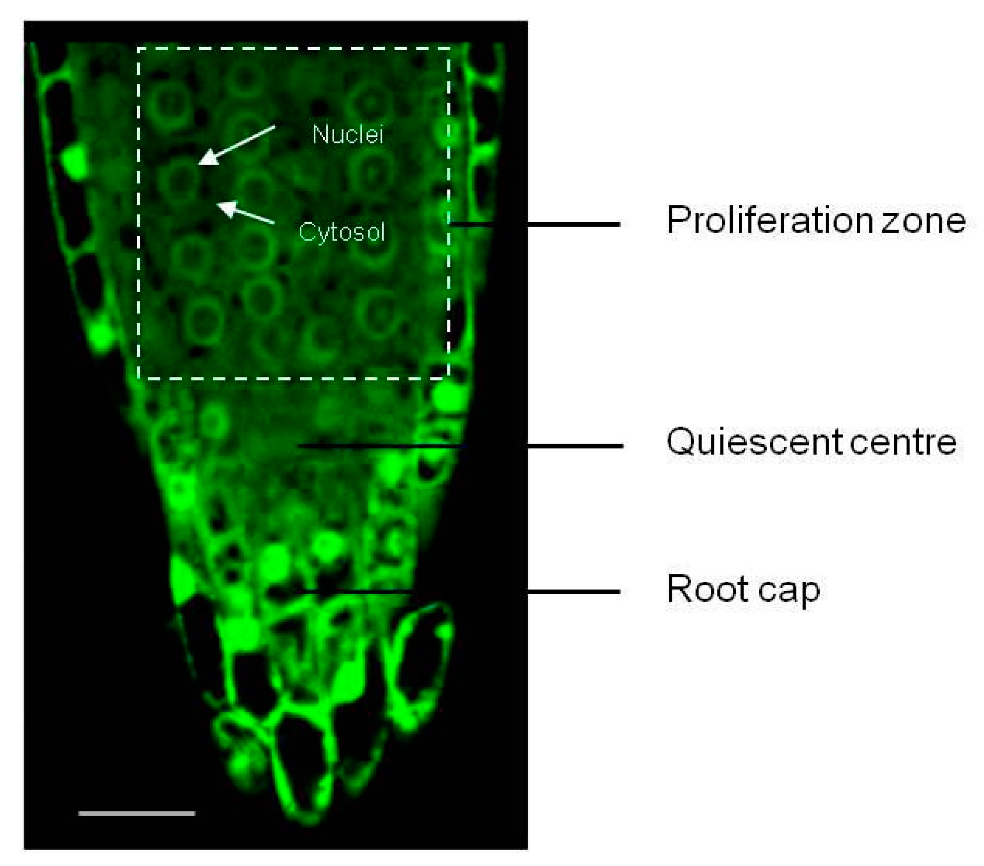 Antioxidants 12 01330 g002 Antioxidants 12 01330 g002