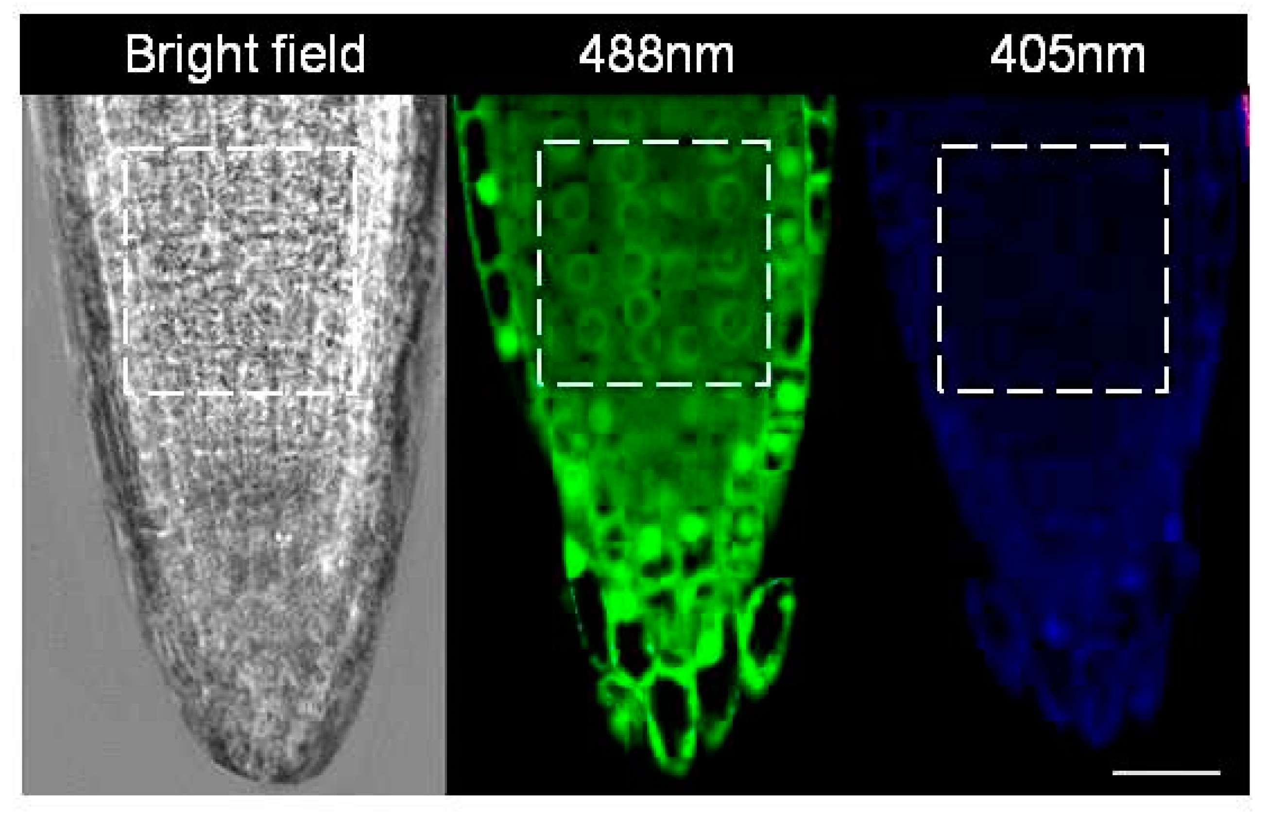 Antioxidants 12 01330 g003 Antioxidants 12 01330 g003