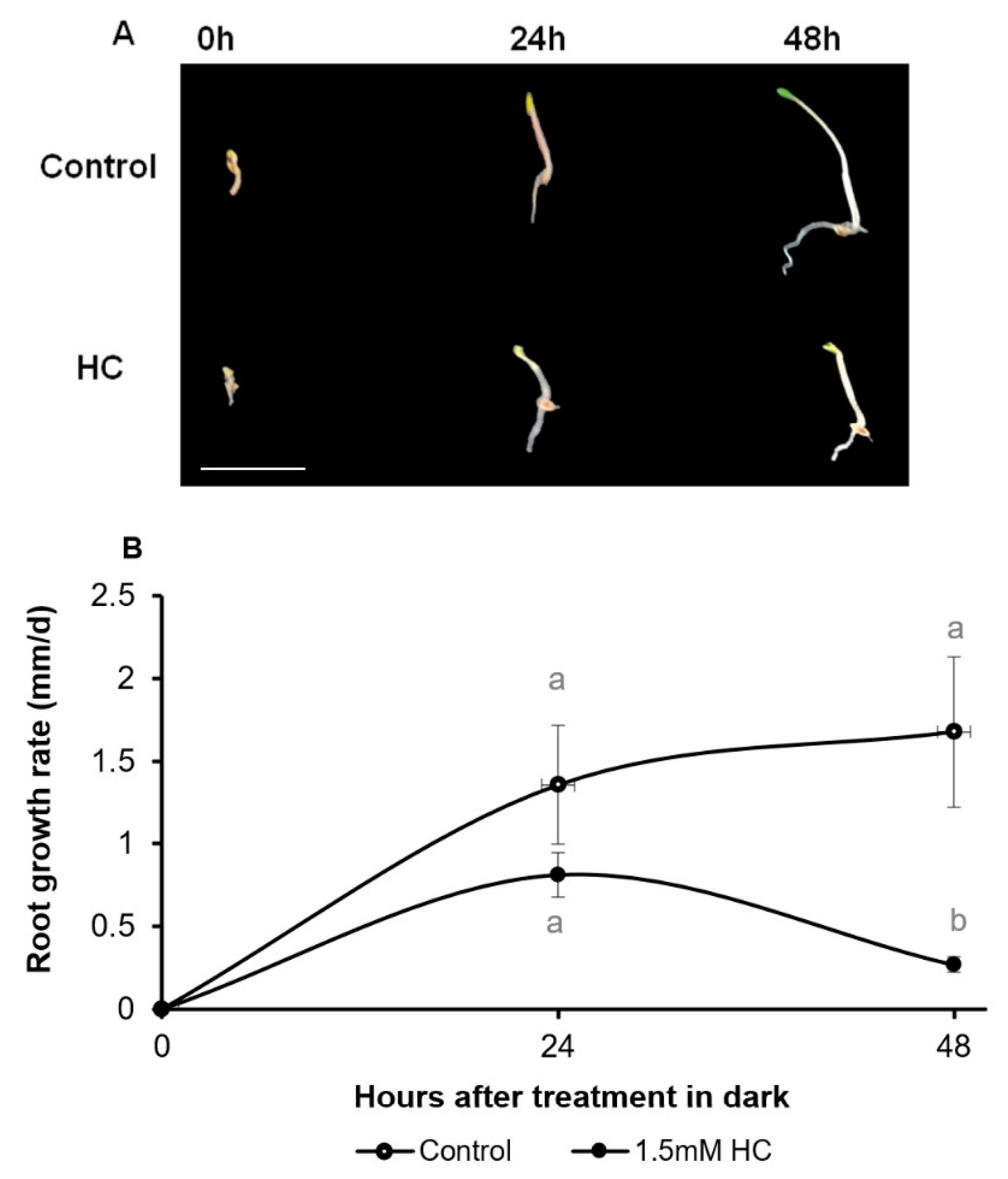Antioxidants 12 01330 g006 Antioxidants 12 01330 g006