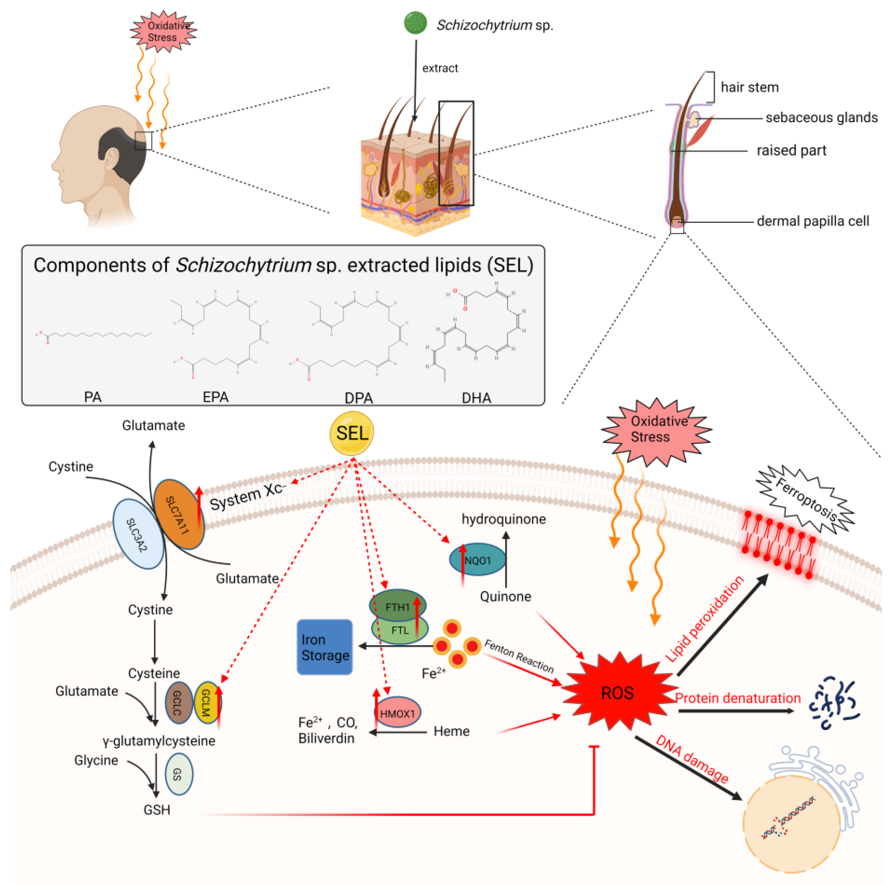 Antioxidants 12 01332 g006