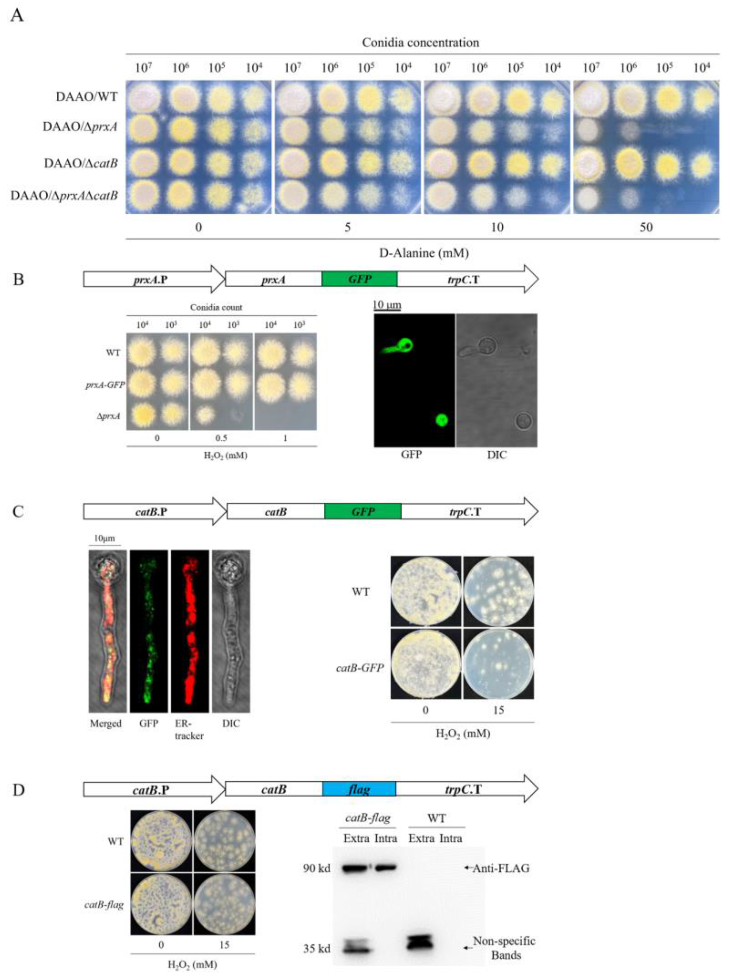 Antioxidants 12 01333 g005