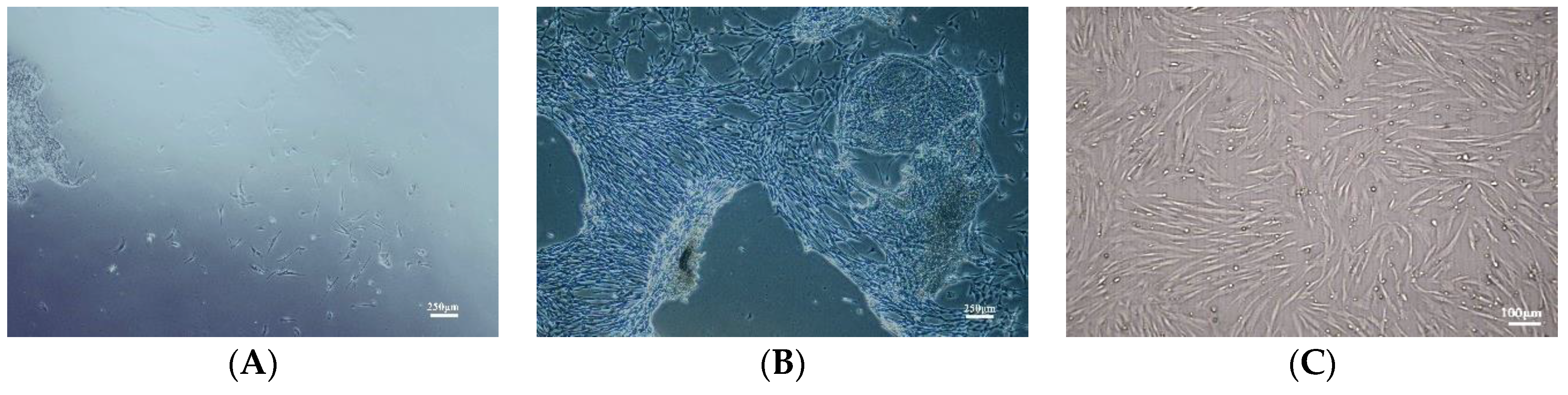 Antioxidants 12 01334 g001