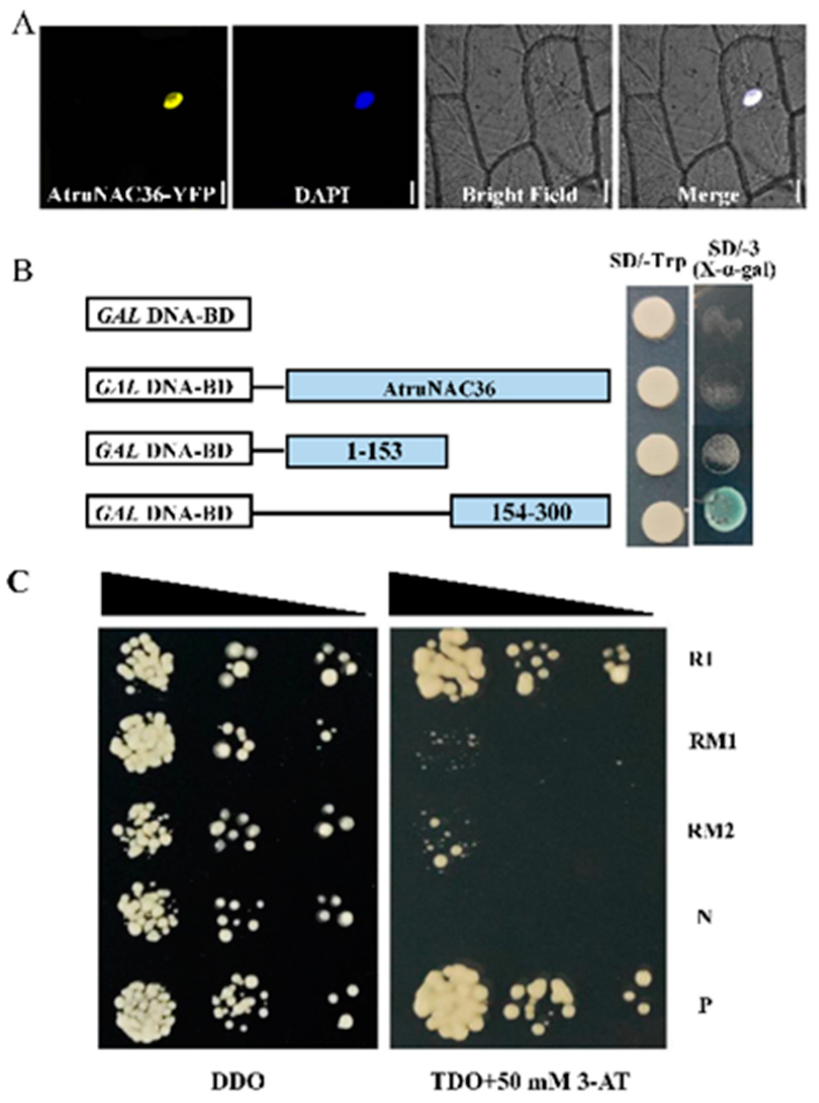 Antioxidants 12 01339 g007 Antioxidants 12 01339 g007