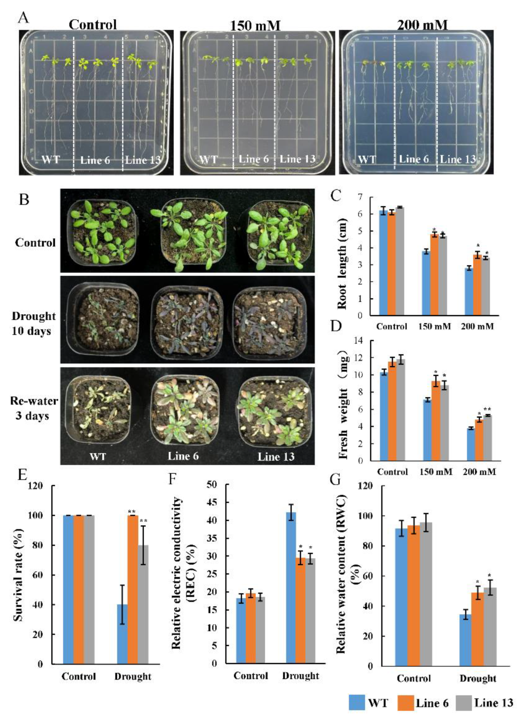 Antioxidants 12 01339 g008 Antioxidants 12 01339 g008