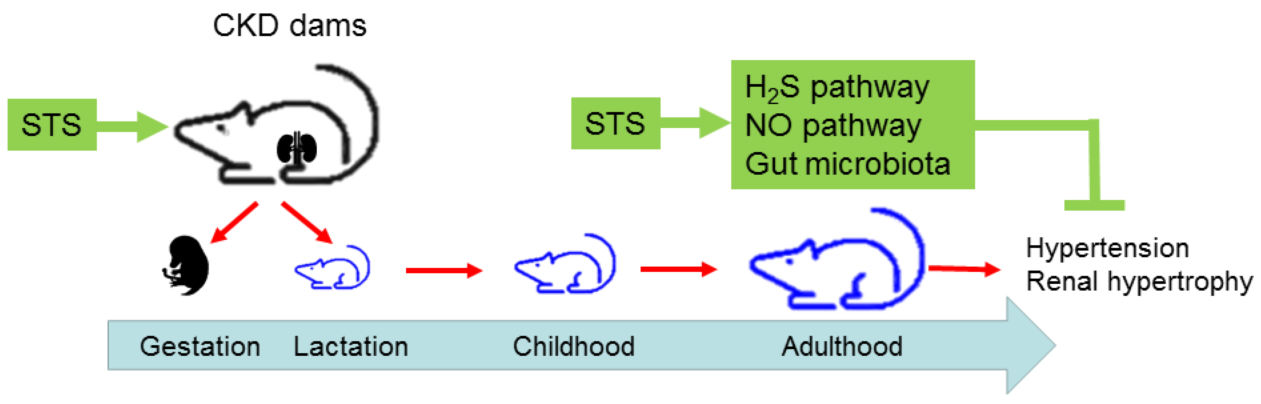 Antioxidants 12 01344 g008