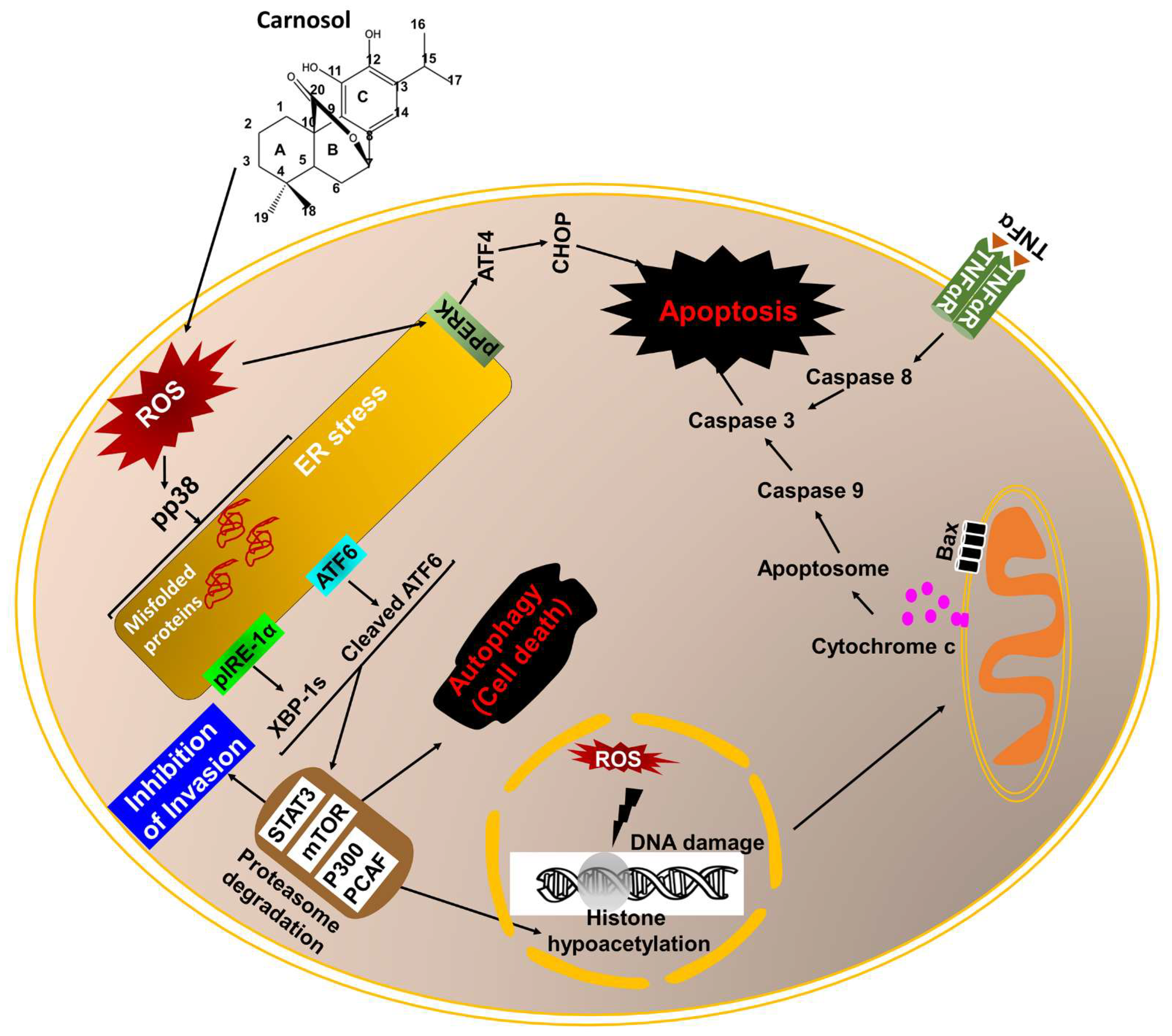 Antioxidants 12 01349 g002