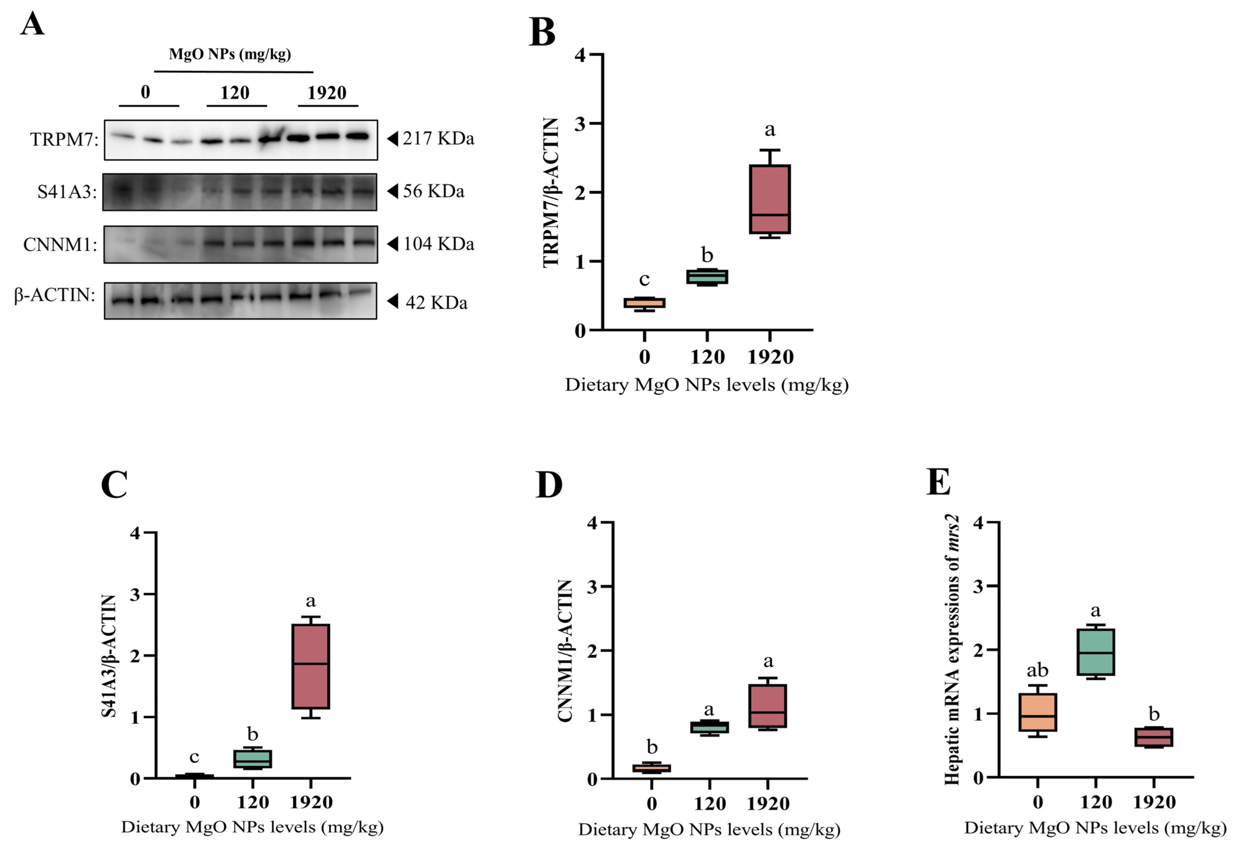 Antioxidants 12 01350 g005 Antioxidants 12 01350 g005