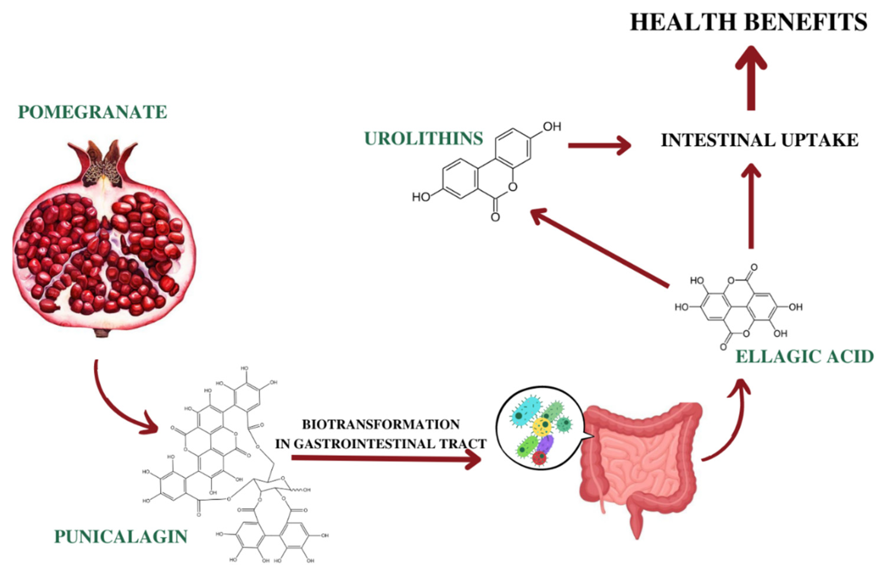 Antioxidants 12 01351 g002