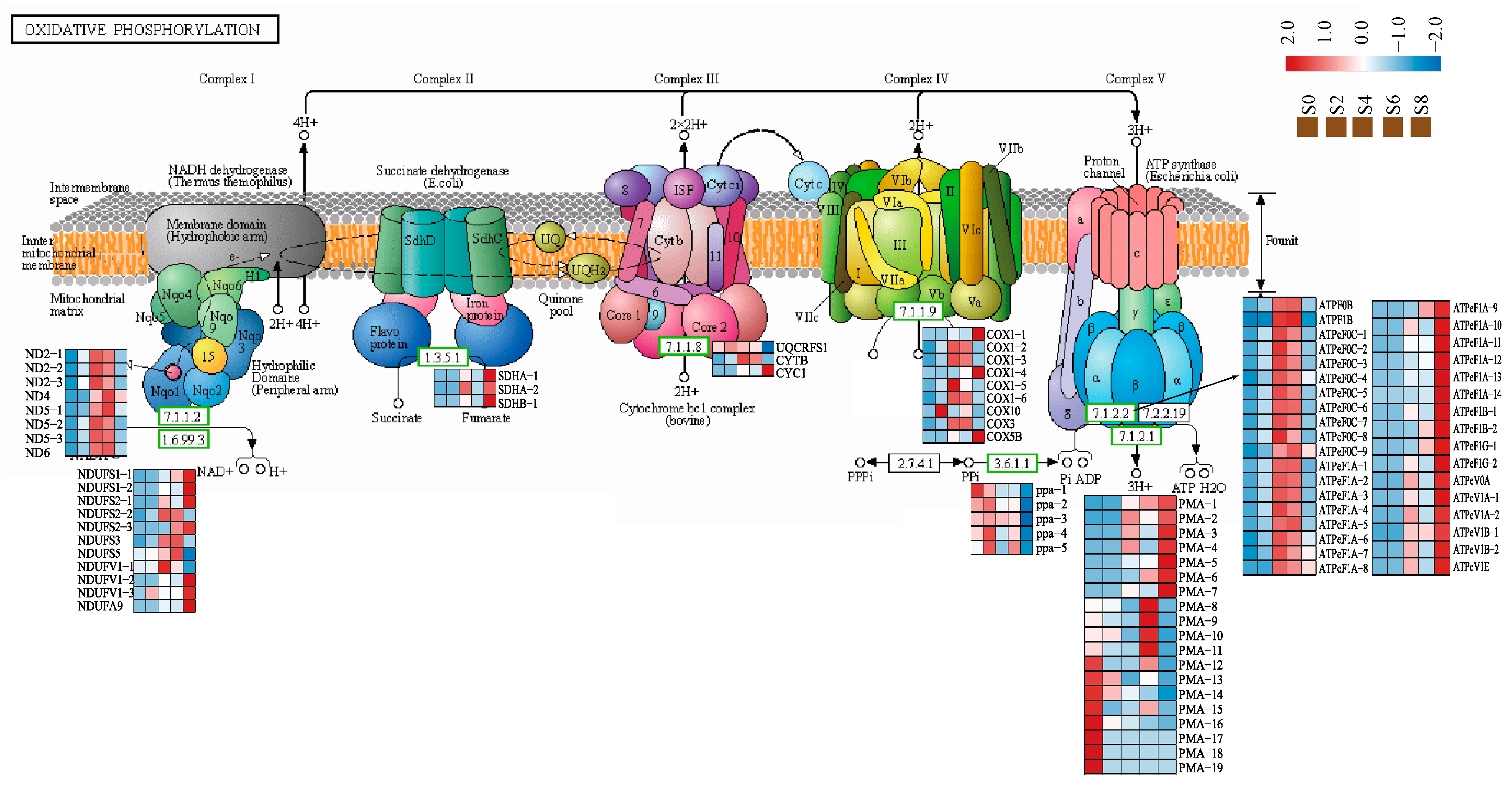 Antioxidants 12 01353 g008