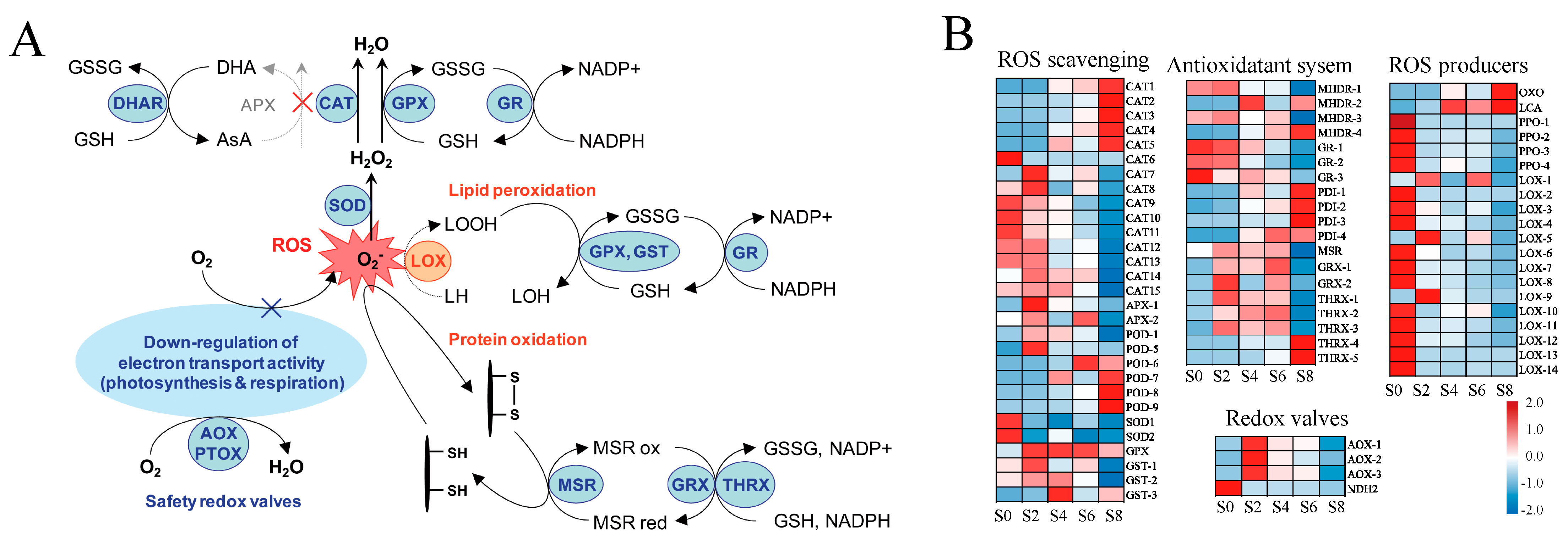 Antioxidants 12 01353 g009