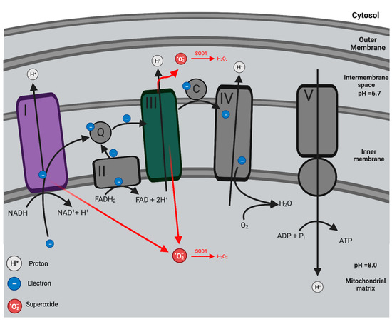 Antioxidants 12 01359 g001