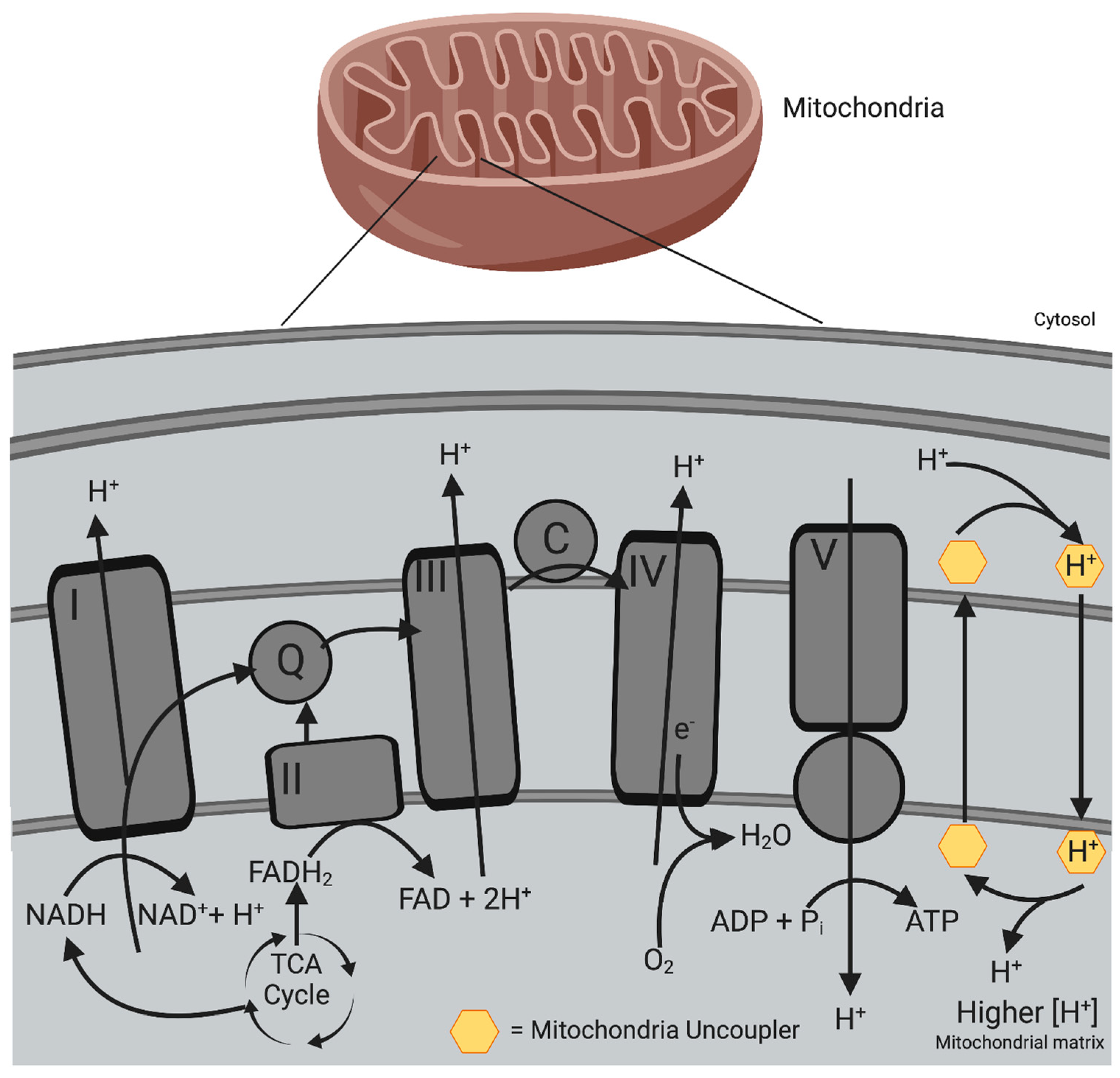 Antioxidants 12 01359 g003