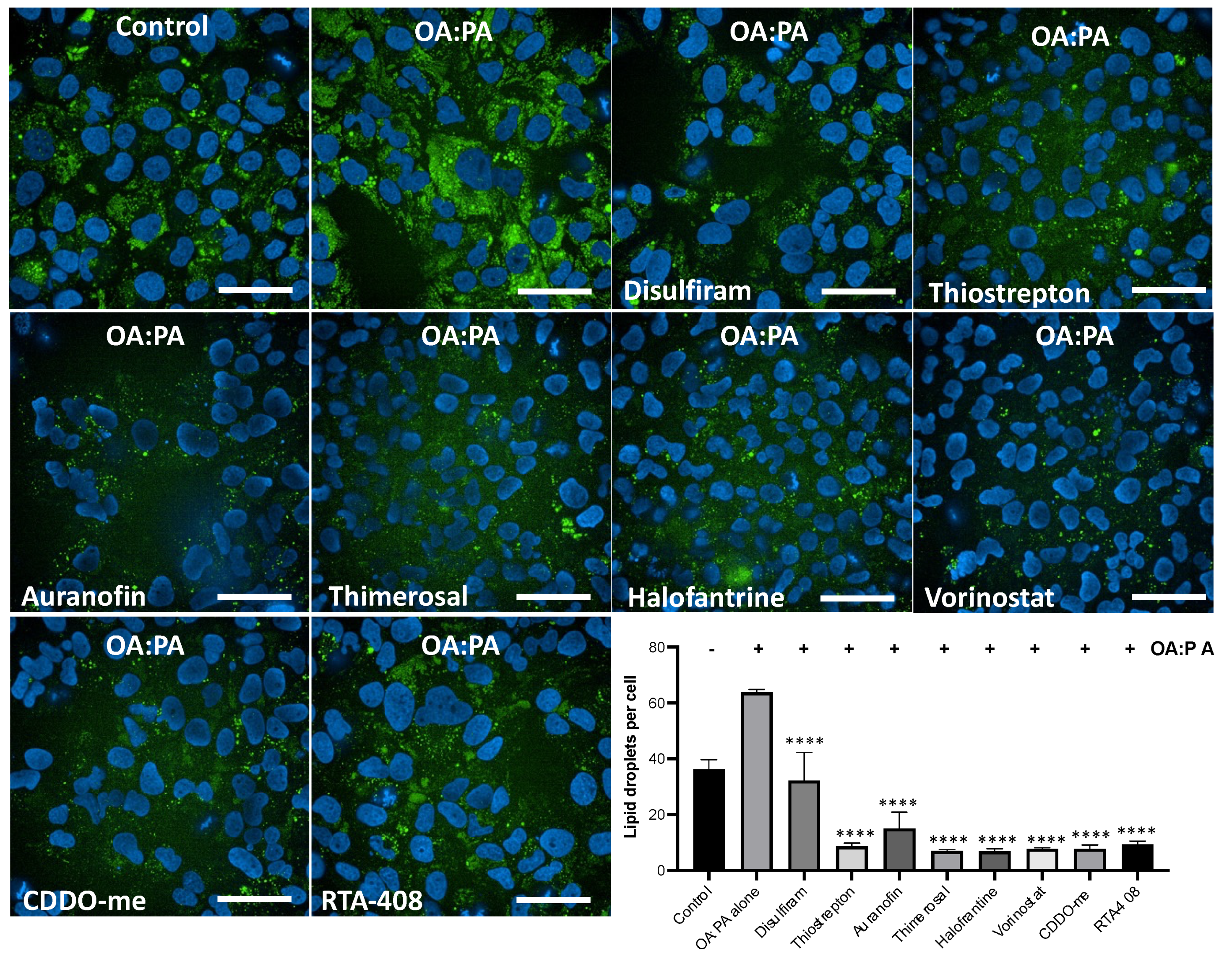 Antioxidants 12 01363 g006