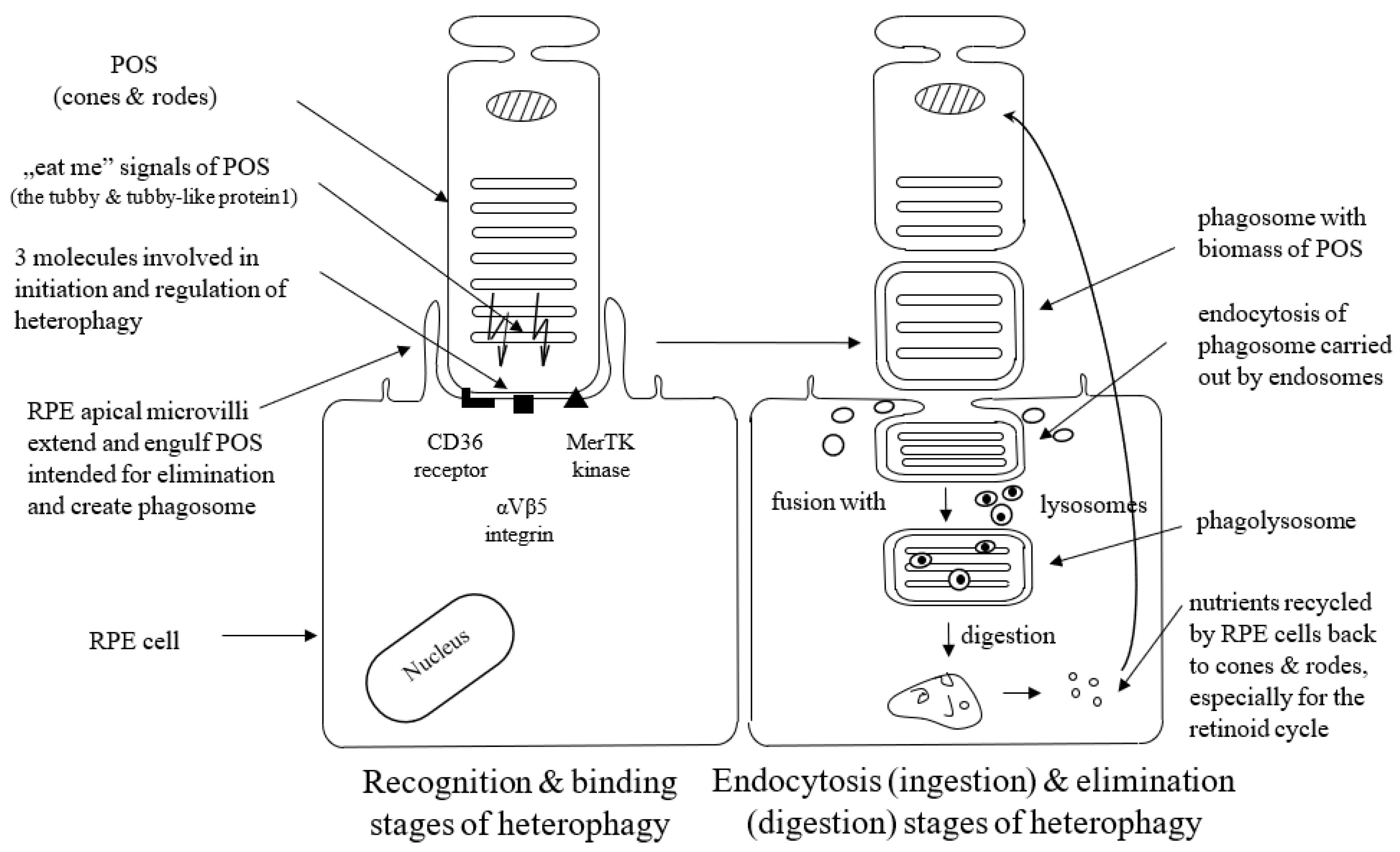 Antioxidants 12 01368 g001
