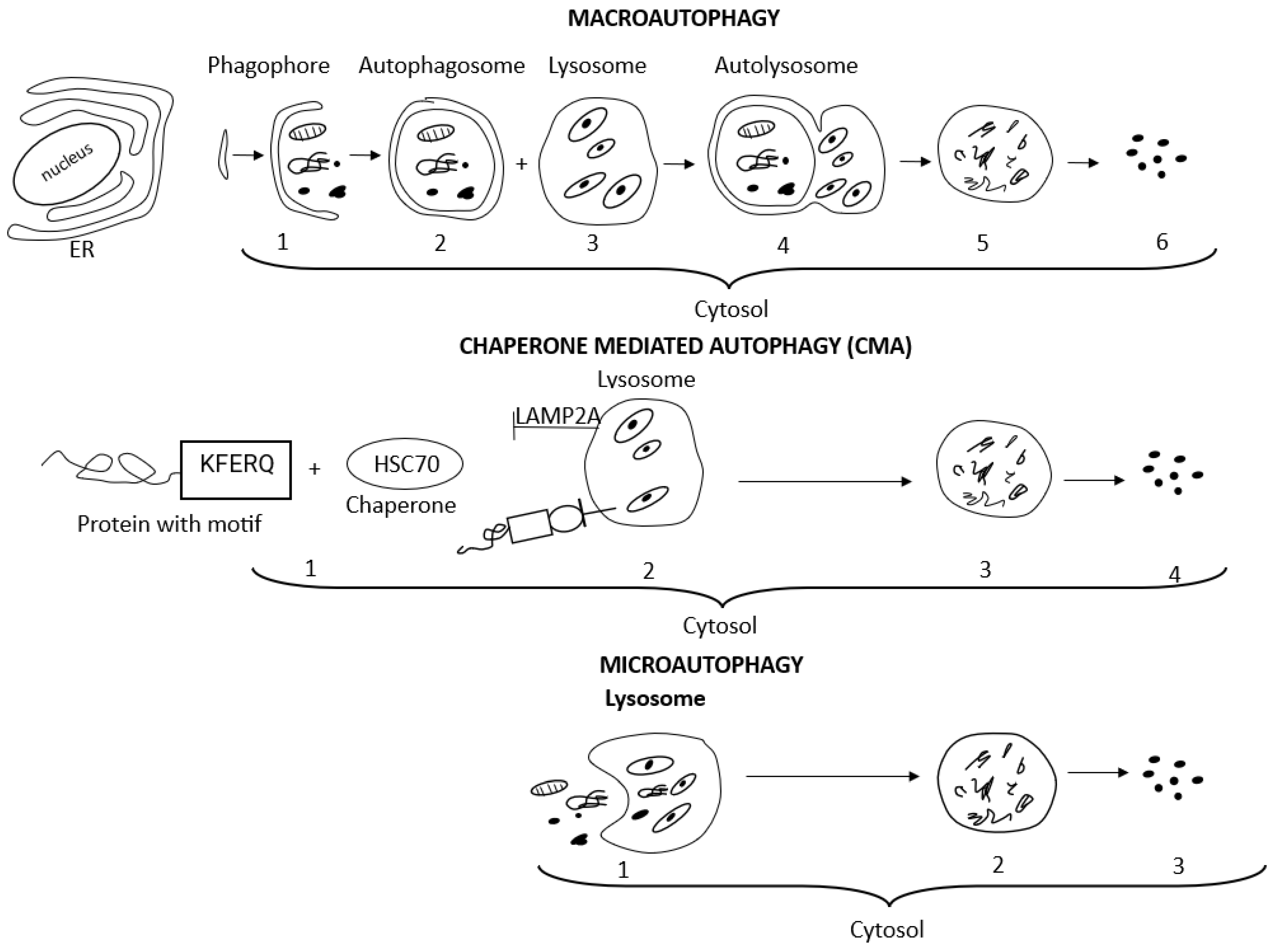 Antioxidants 12 01368 g002