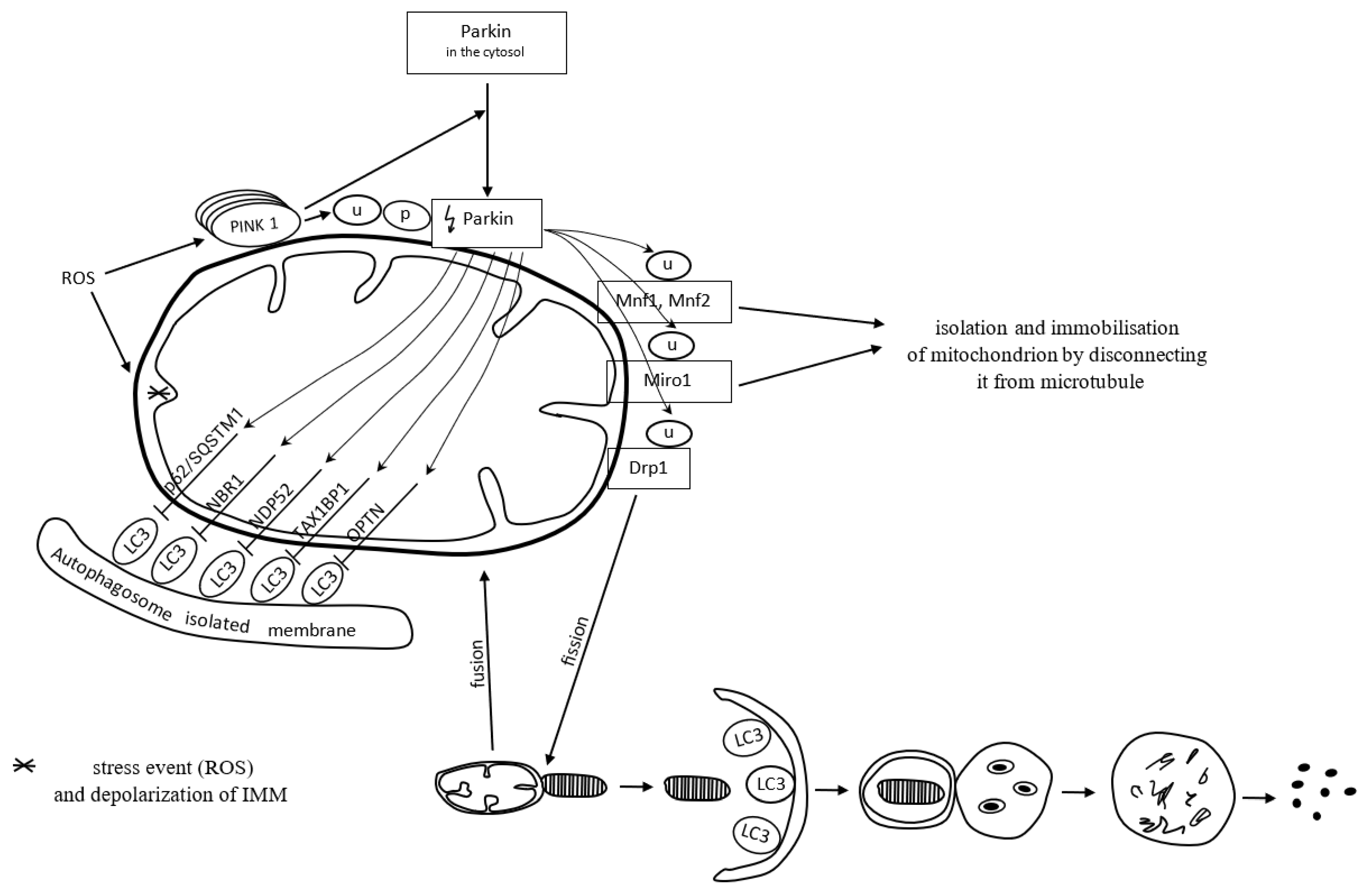 Antioxidants 12 01368 g003