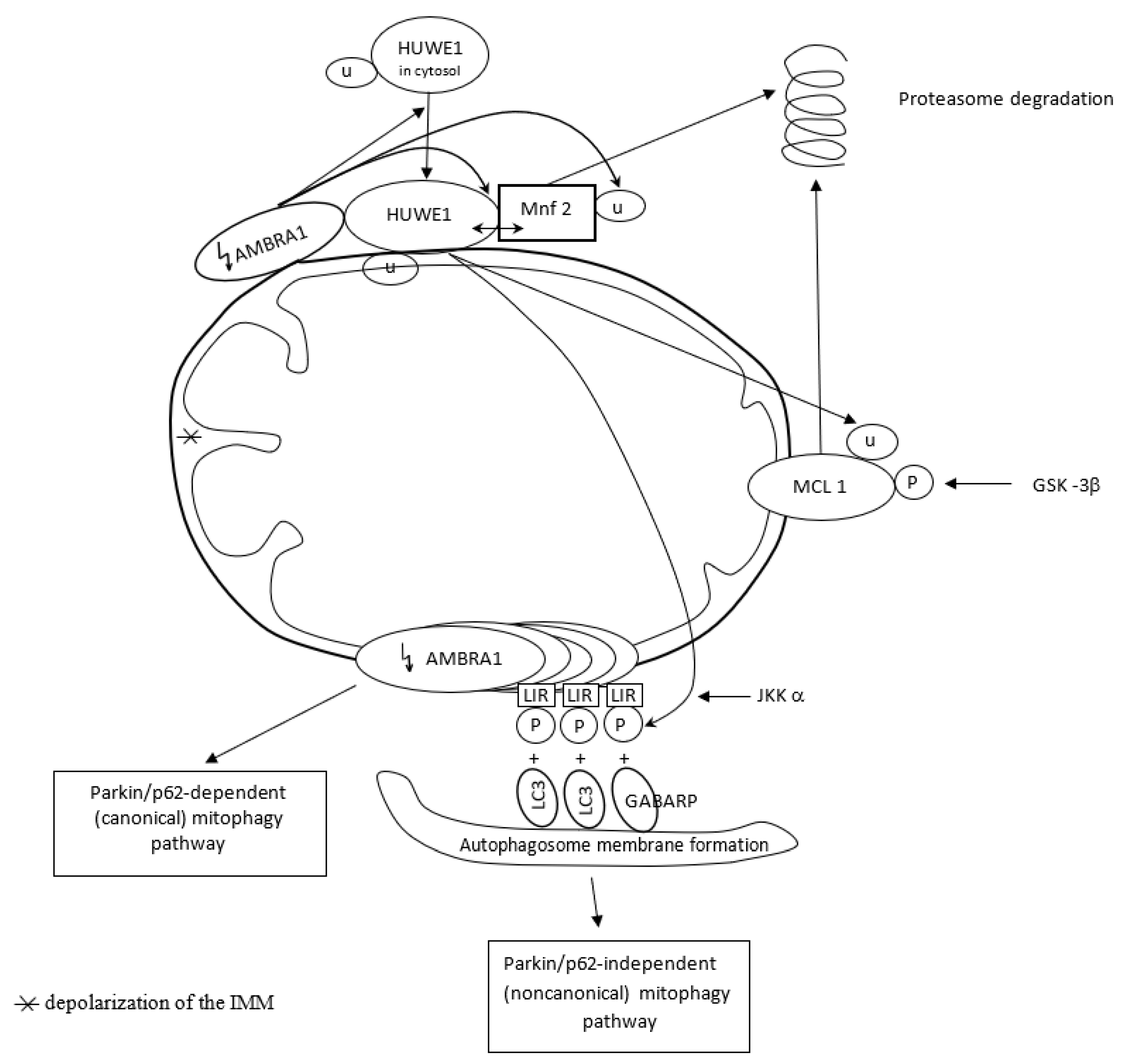 Antioxidants 12 01368 g004