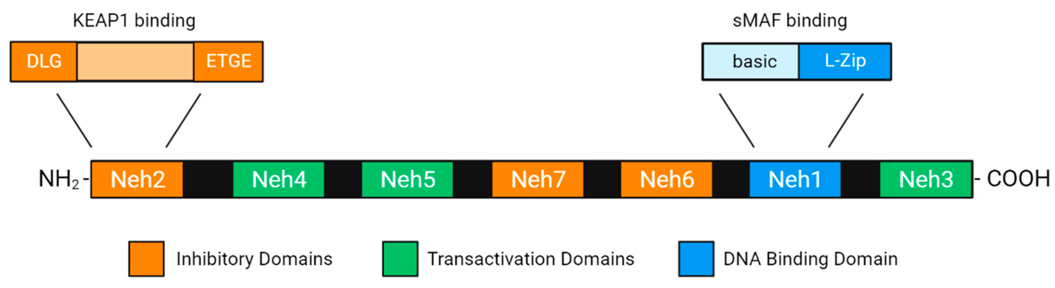 Antioxidants 12 01371 g002