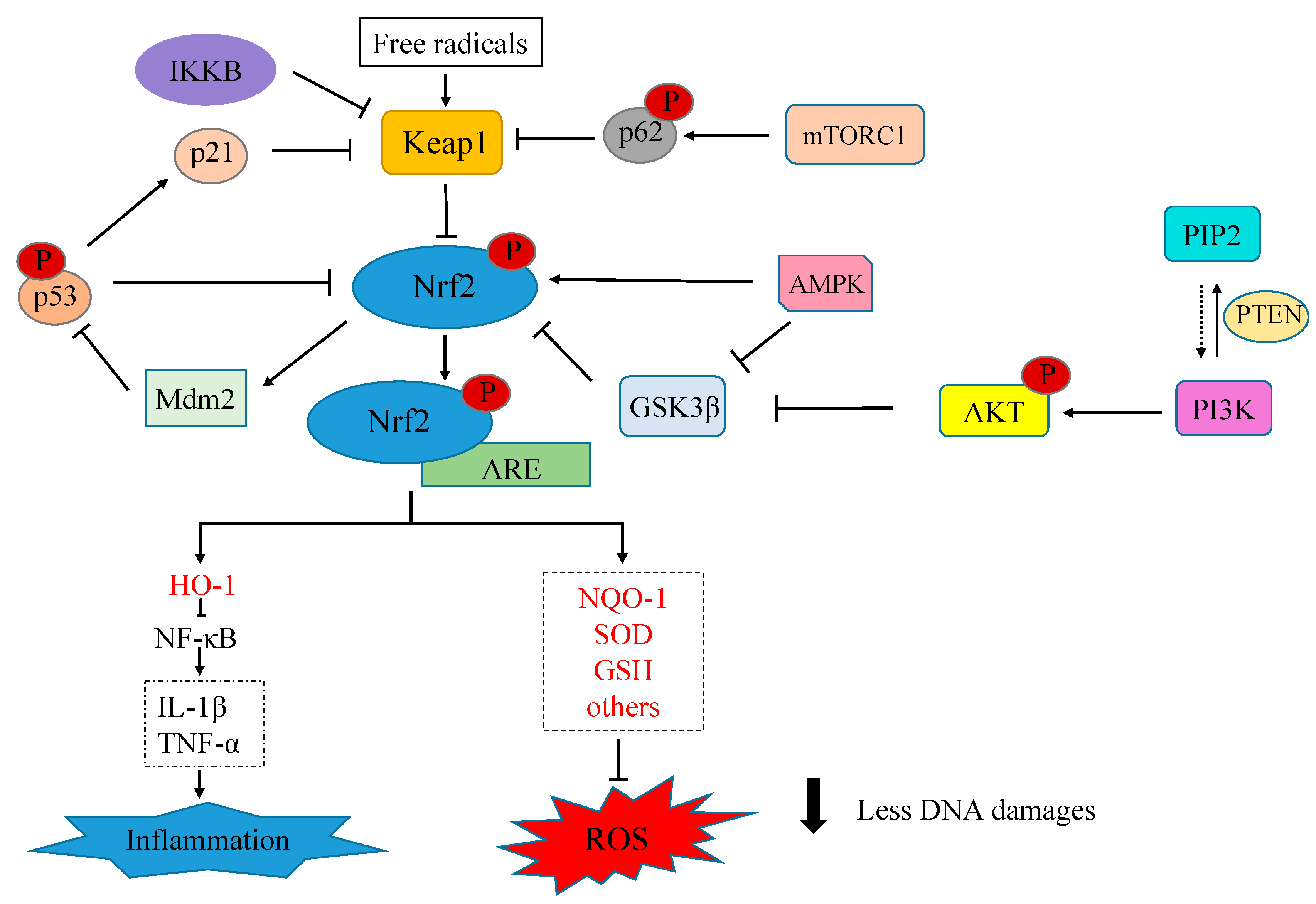Antioxidants 12 01371 g003