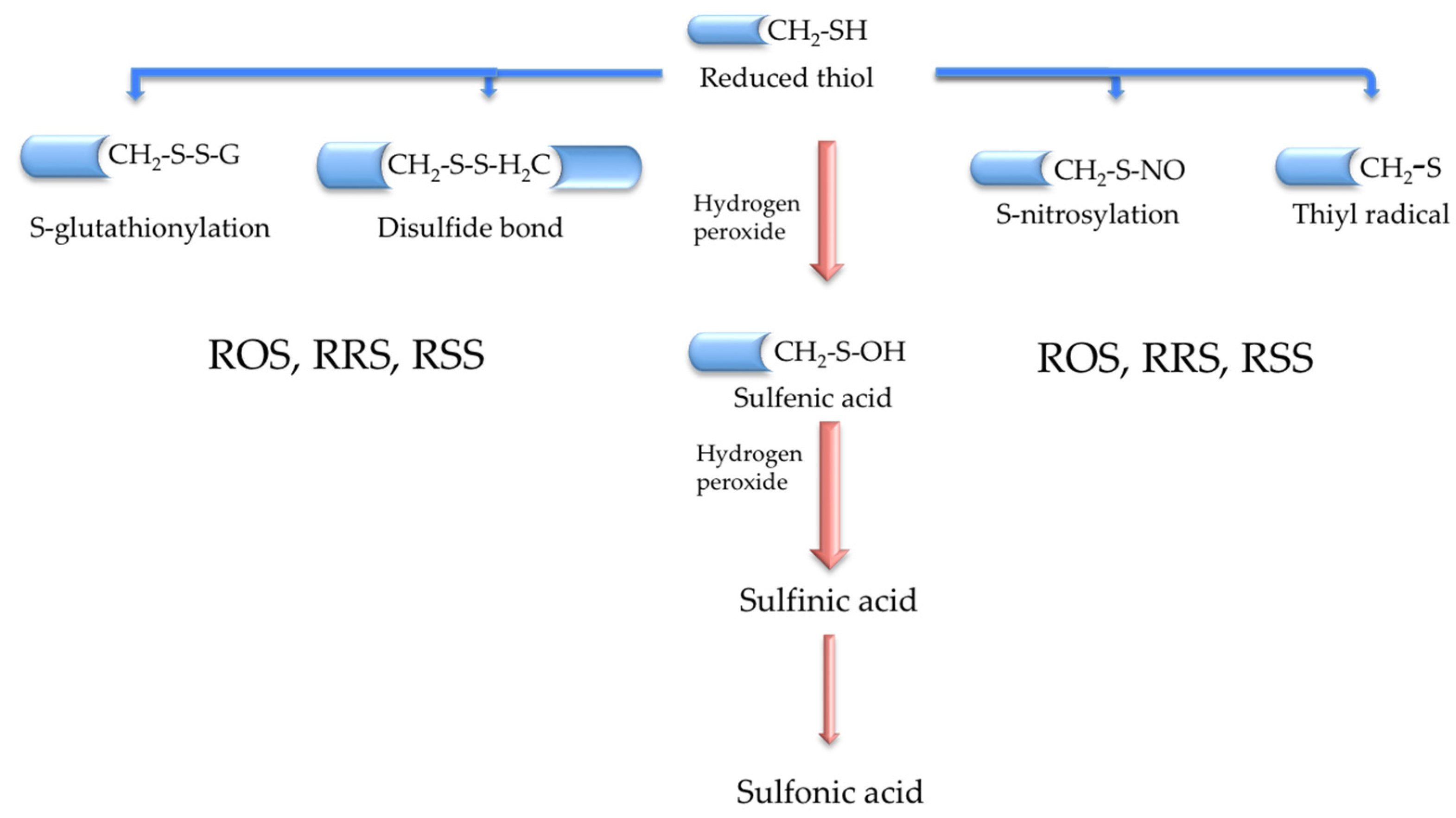 Antioxidants 12 01373 g001