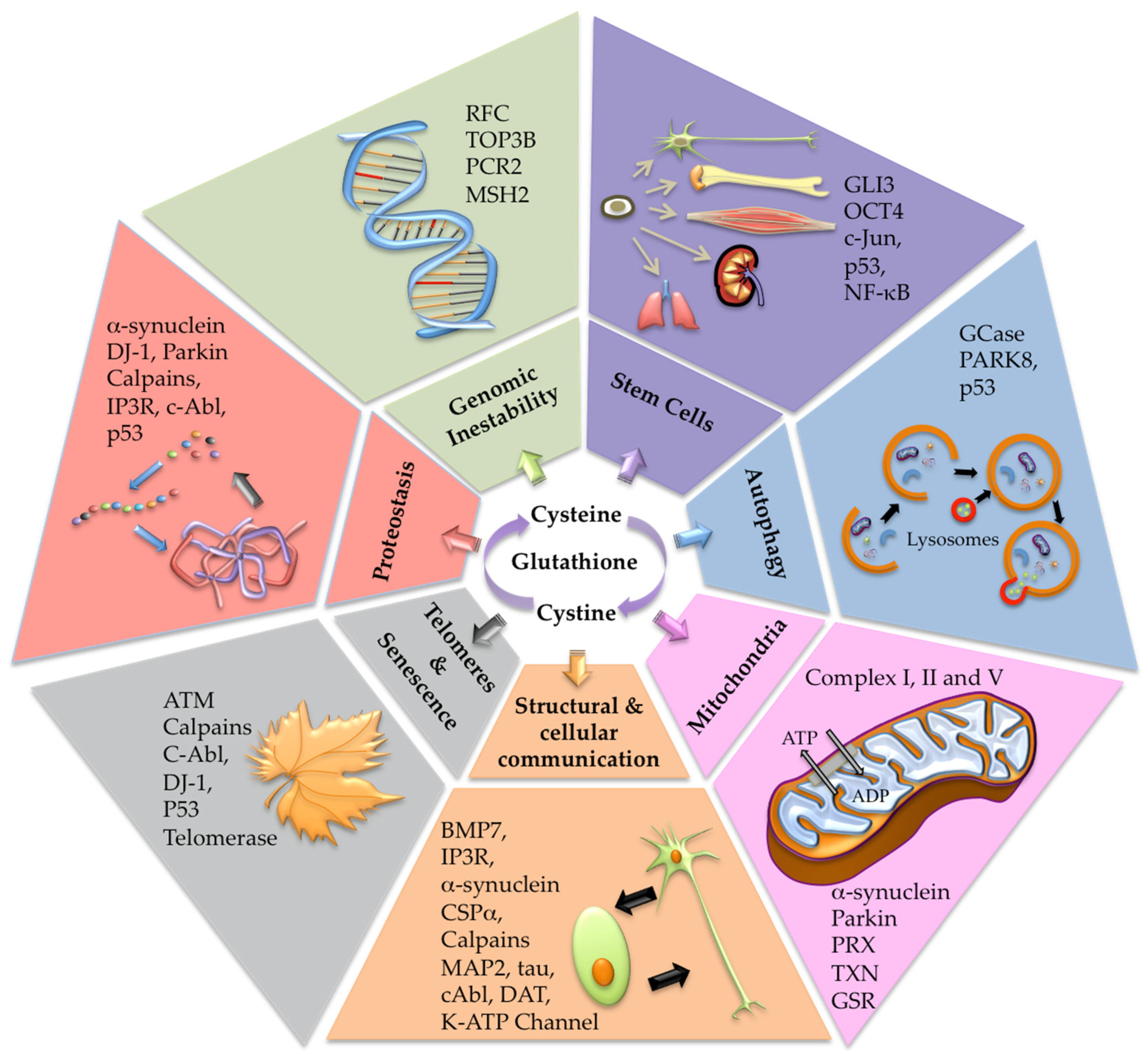 Antioxidants 12 01373 g002