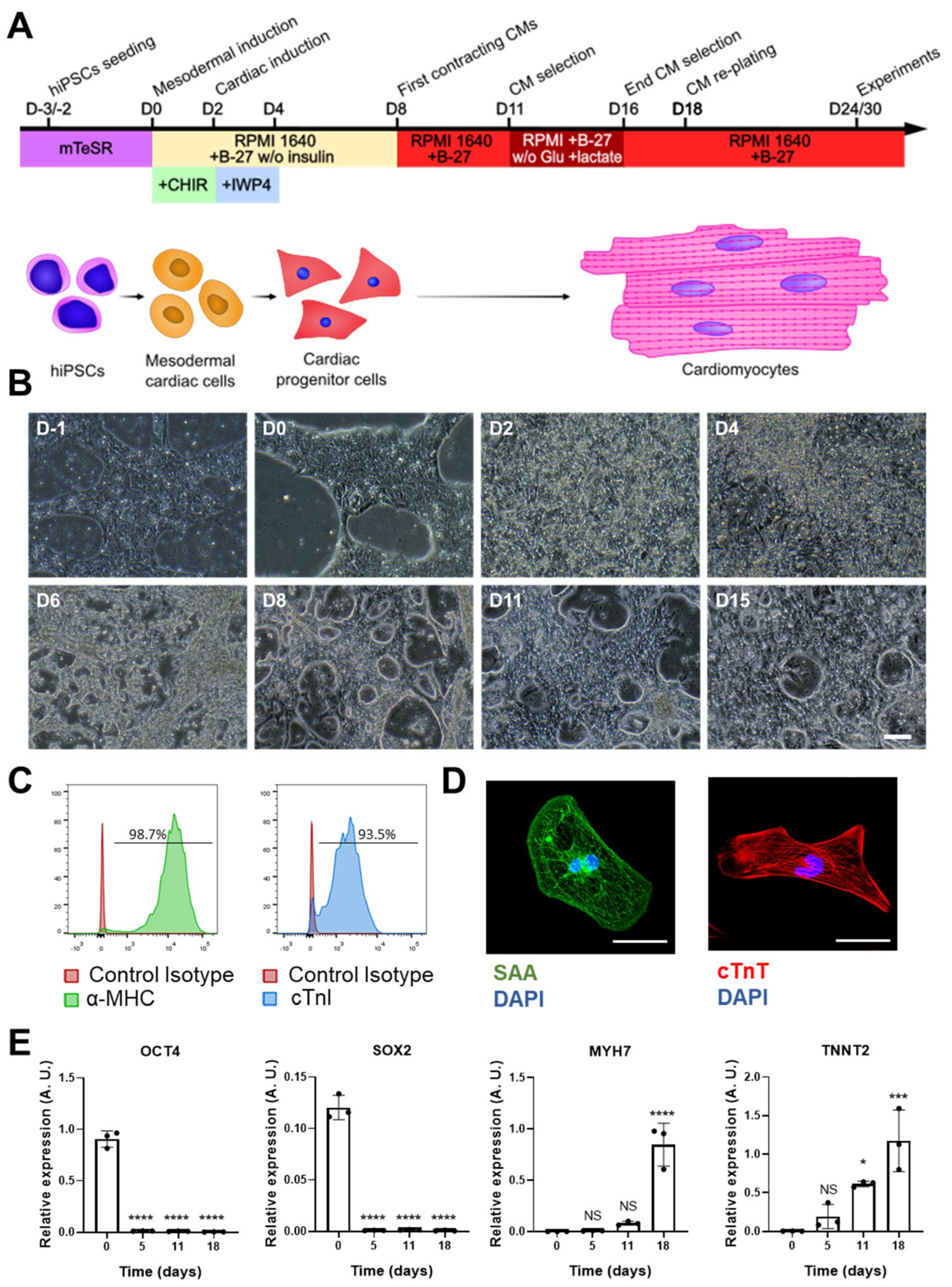 Antioxidants 12 01378 g001