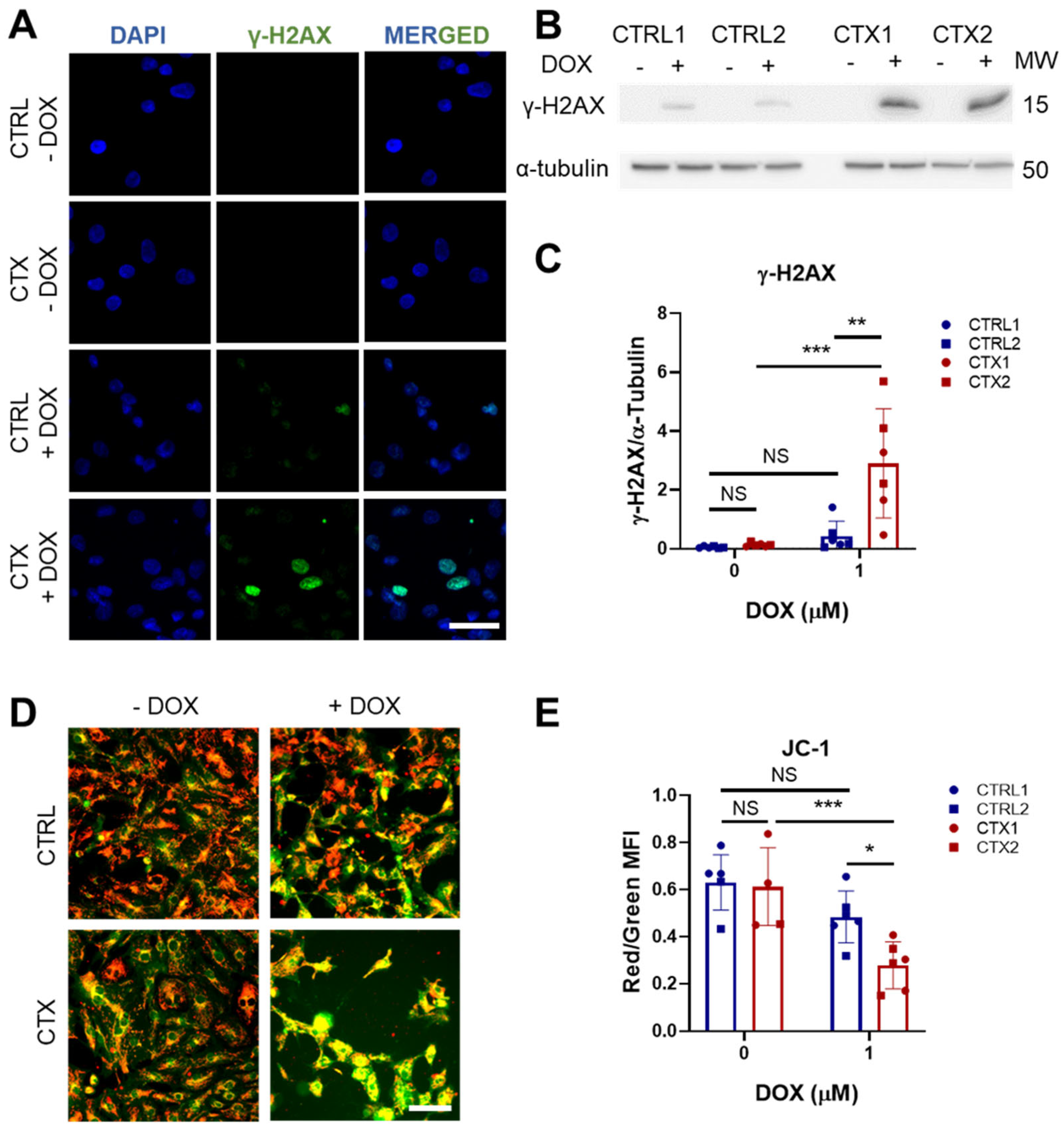 Antioxidants 12 01378 g004