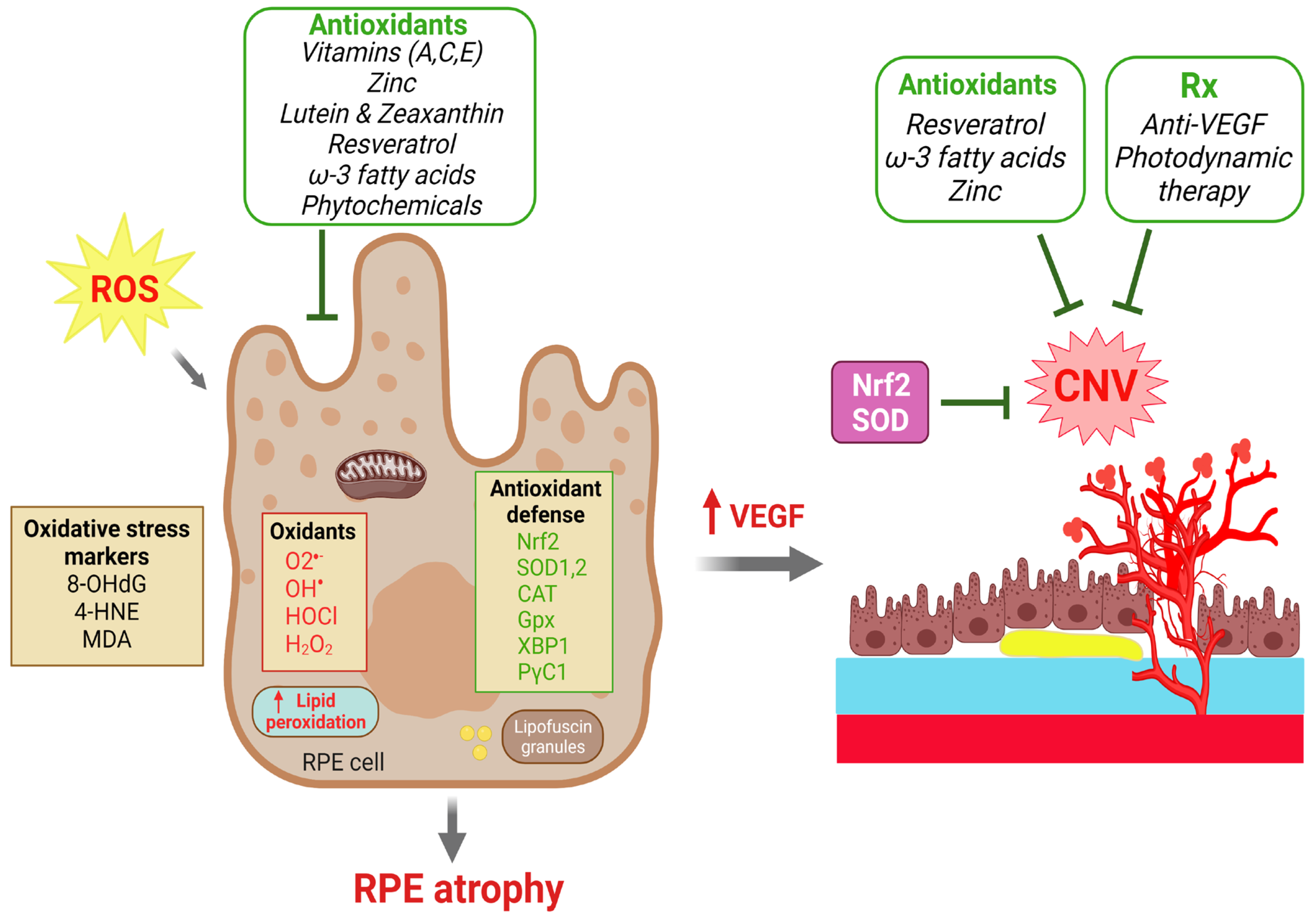 Antioxidants 12 01379 g003