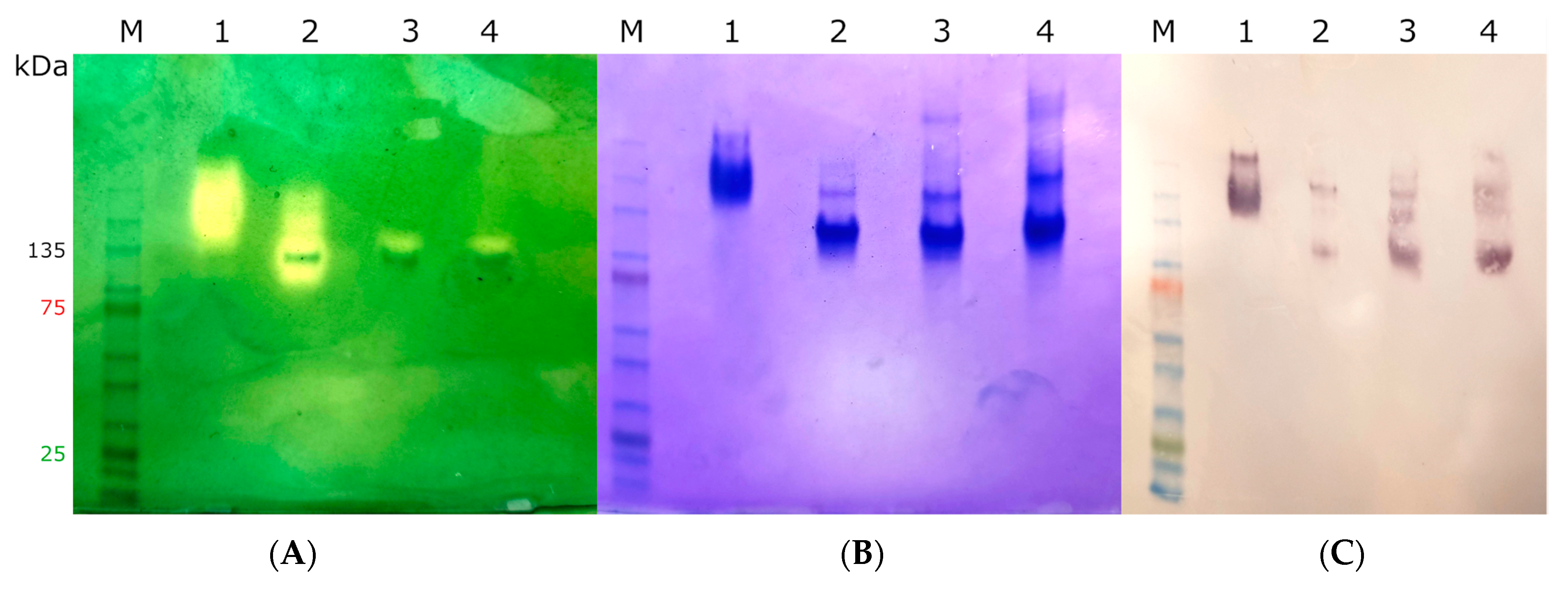 Antioxidants 12 01382 g005