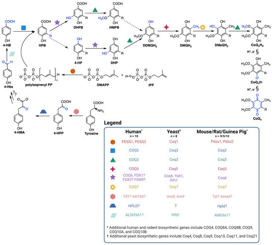 Antioxidants 12 01391 g002