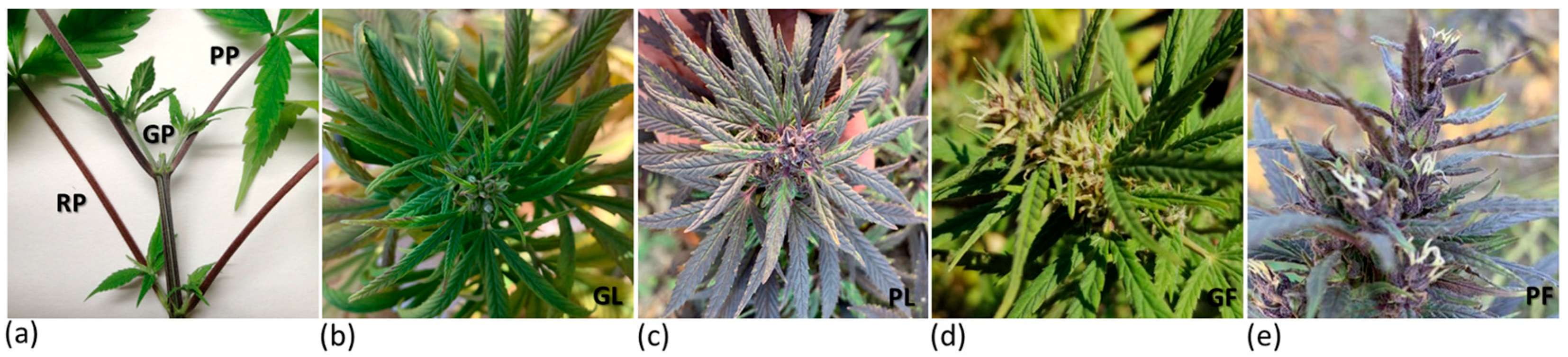 Antioxidants 12 01393 g001