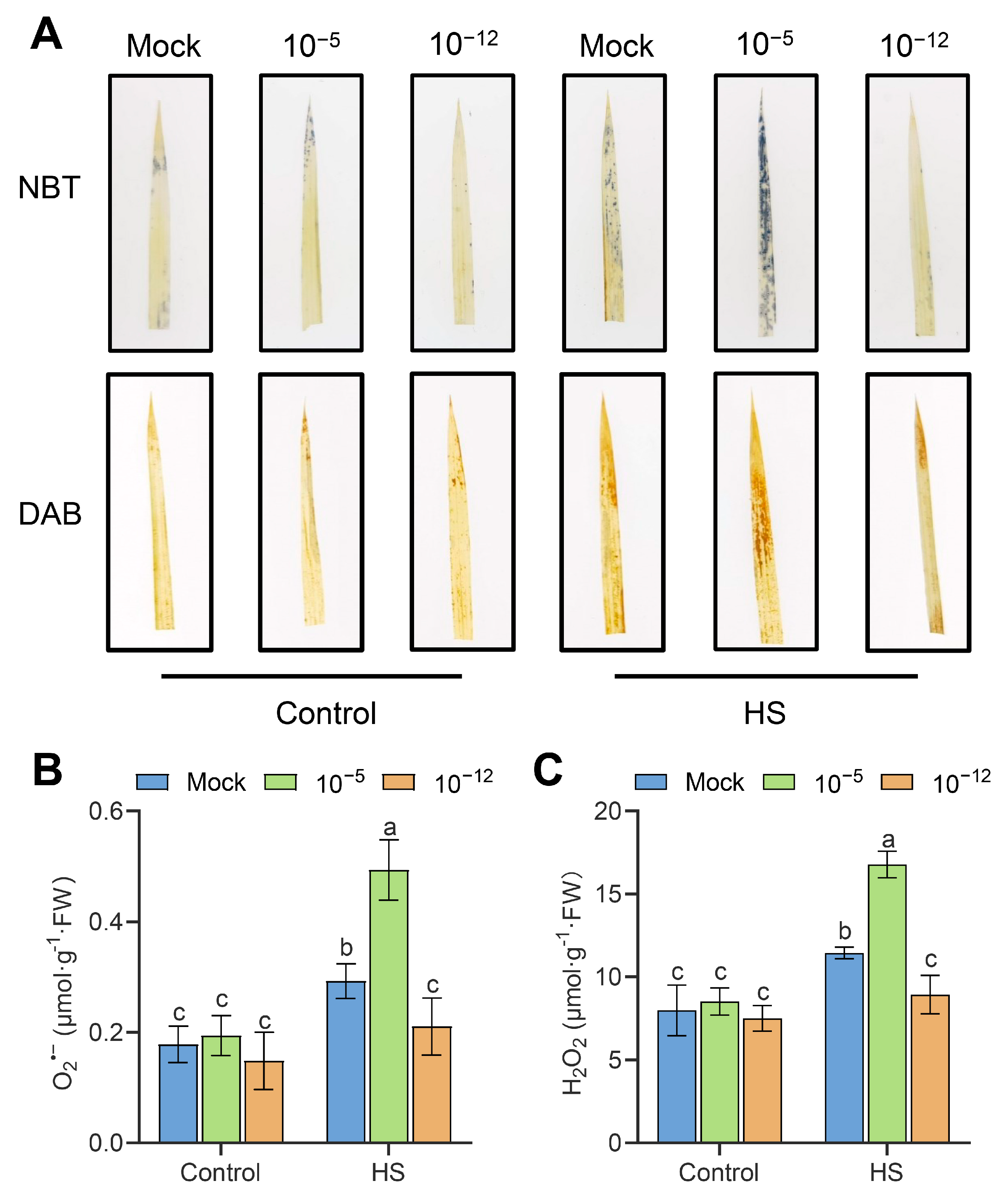 Antioxidants 12 01404 g003