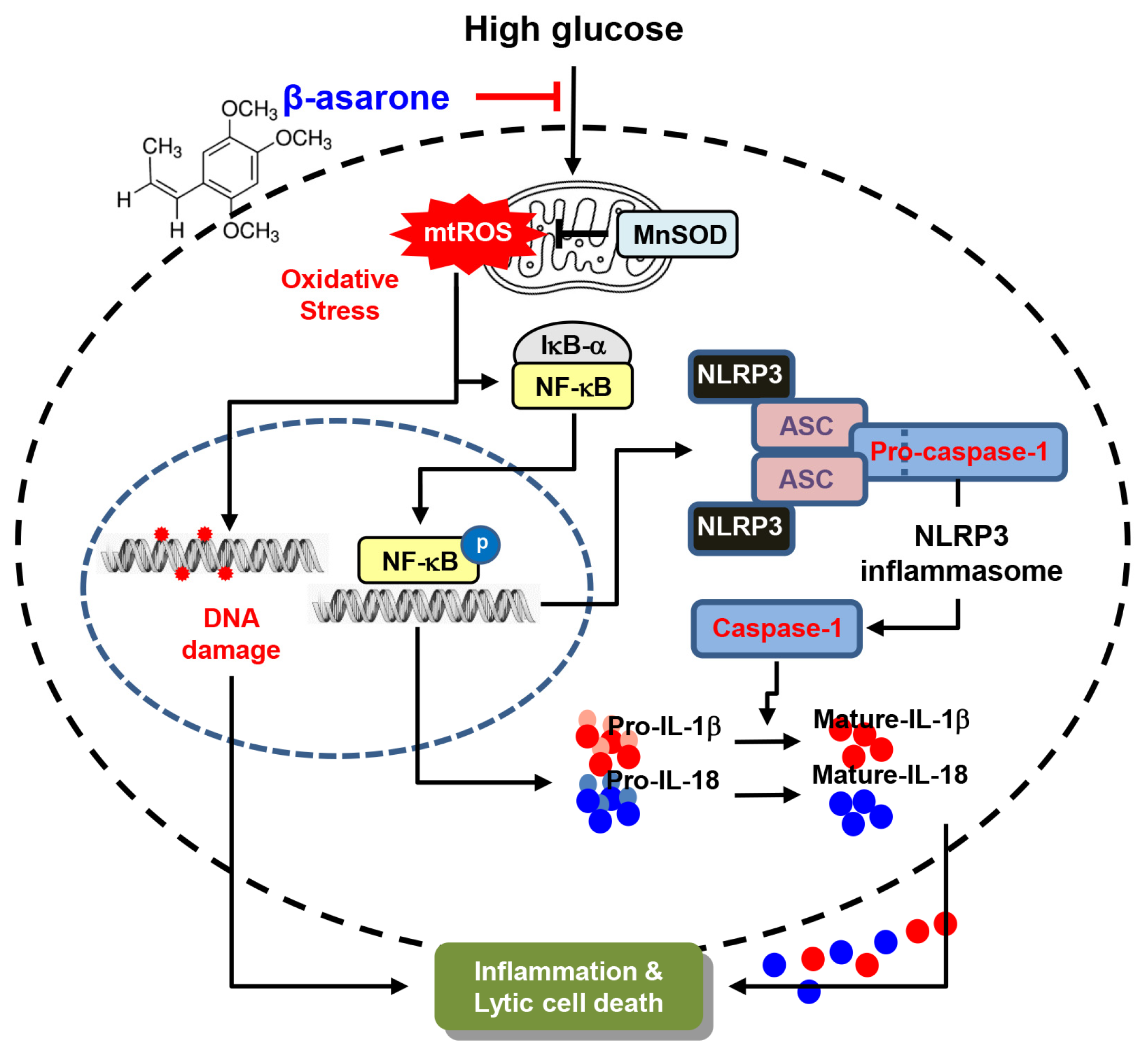 Antioxidants 12 01410 g007