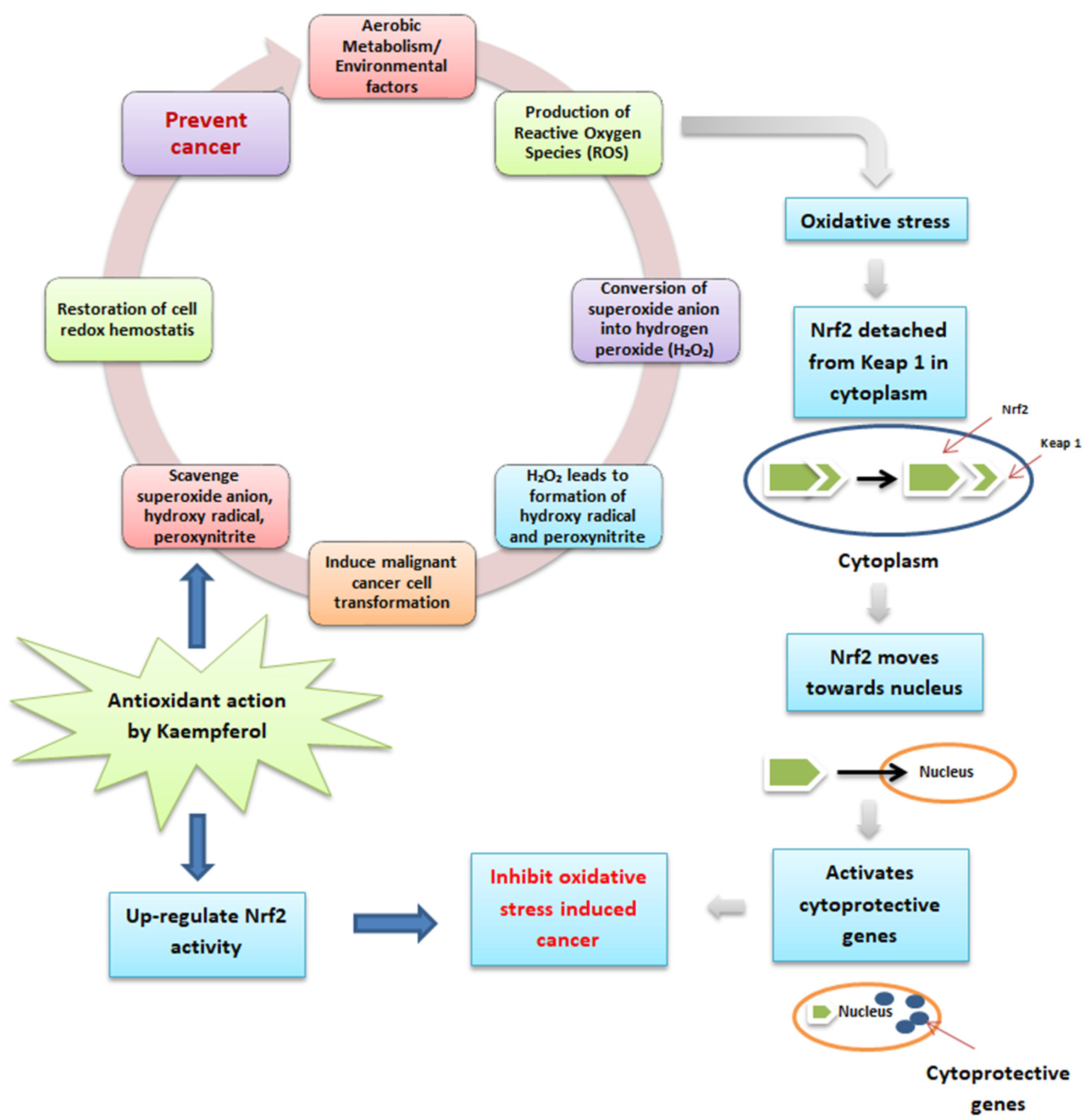 Antioxidants 12 01413 g003