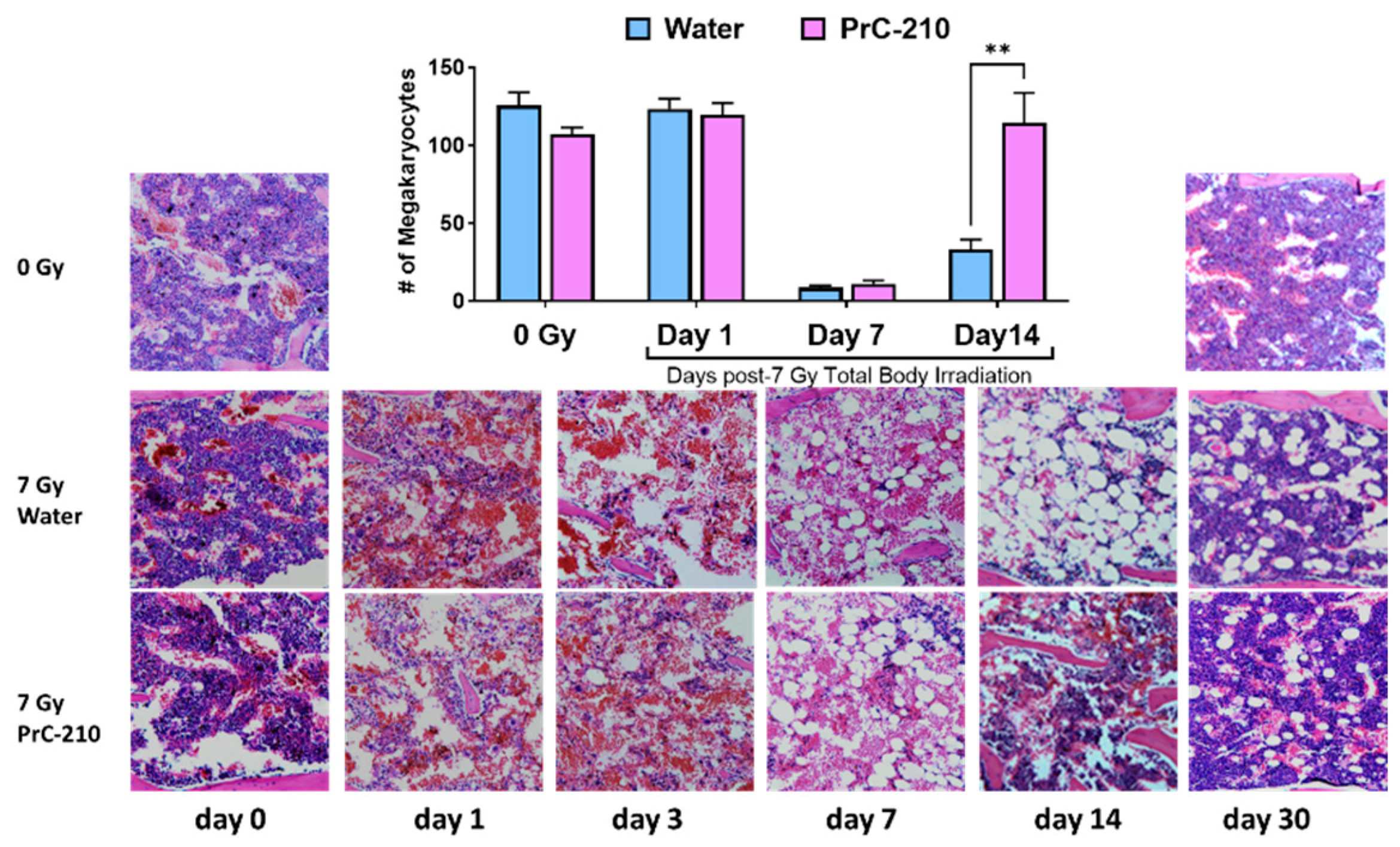Antioxidants 12 01417 g005