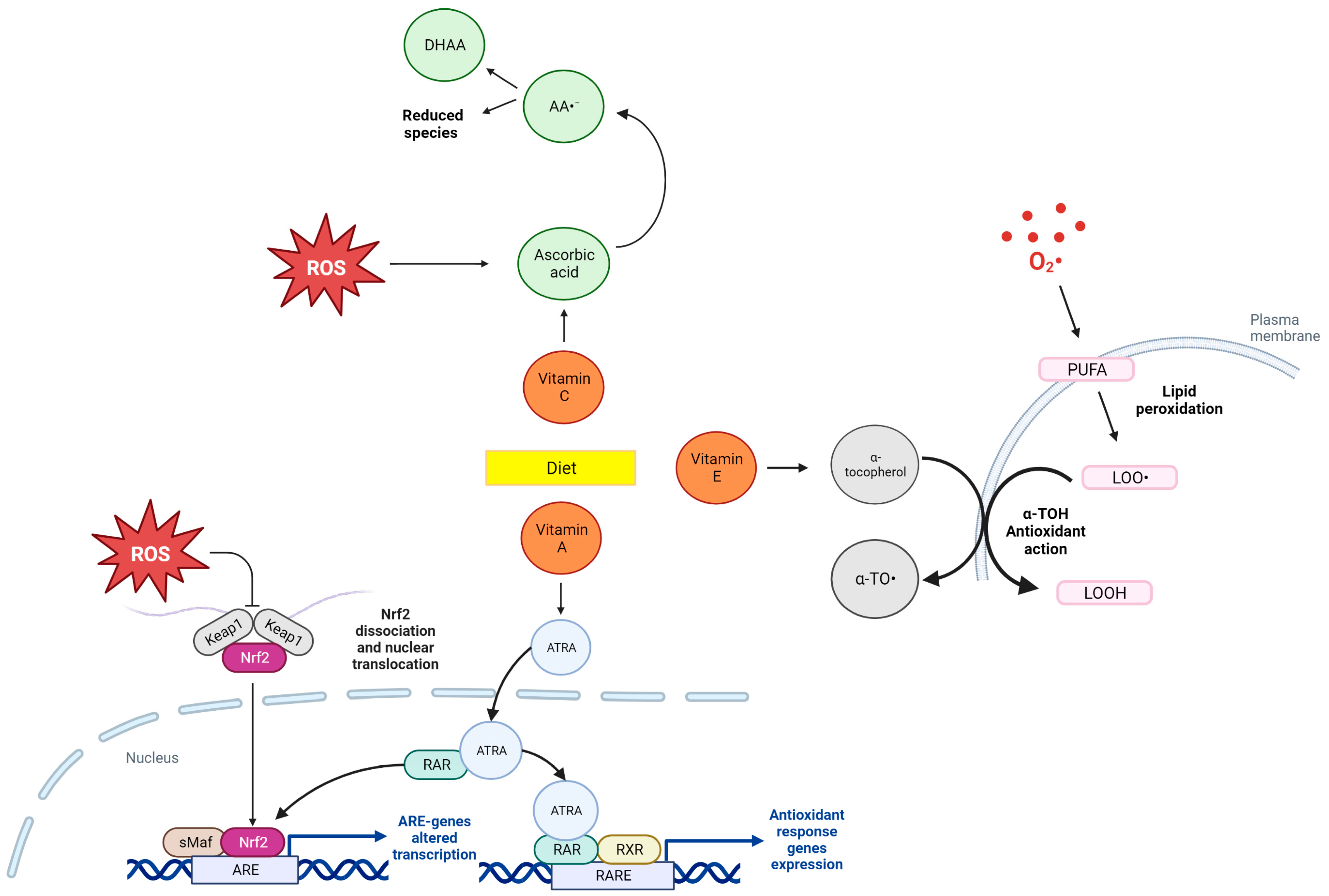 Antioxidants 12 01427 g004