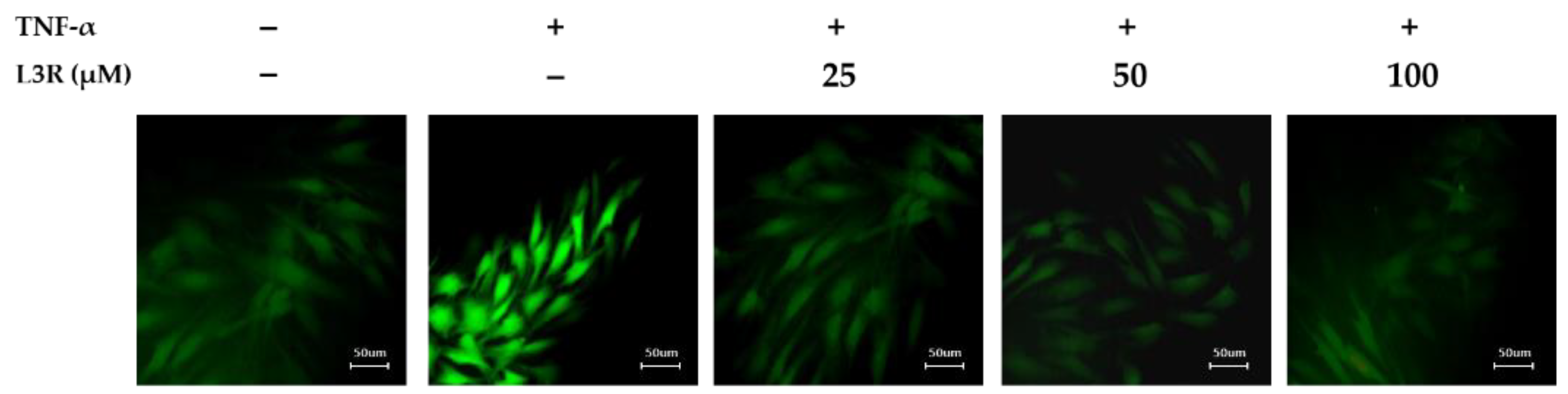 Antioxidants 12 01432 g005 Antioxidants 12 01432 g005