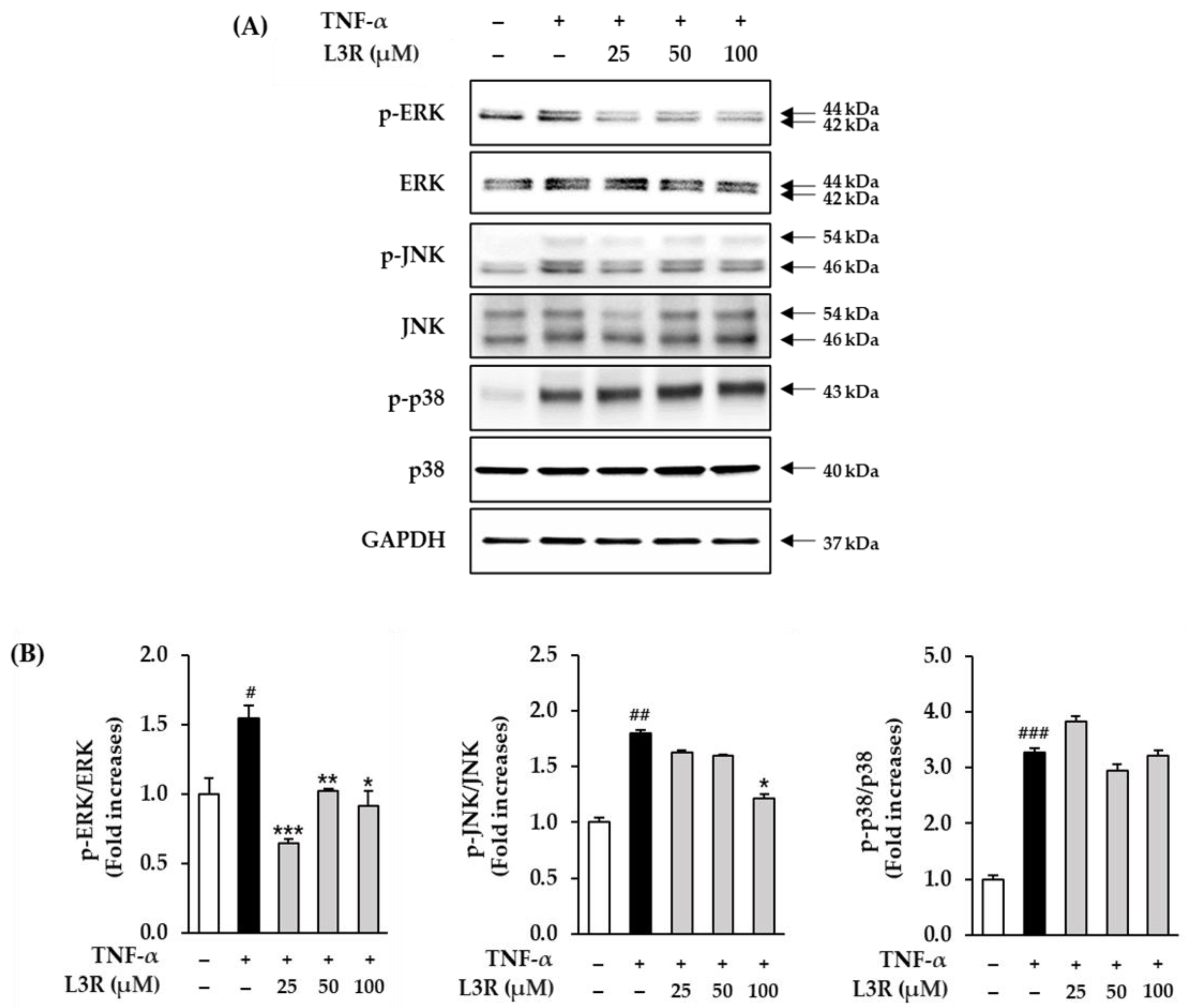 Antioxidants 12 01432 g007 Antioxidants 12 01432 g007