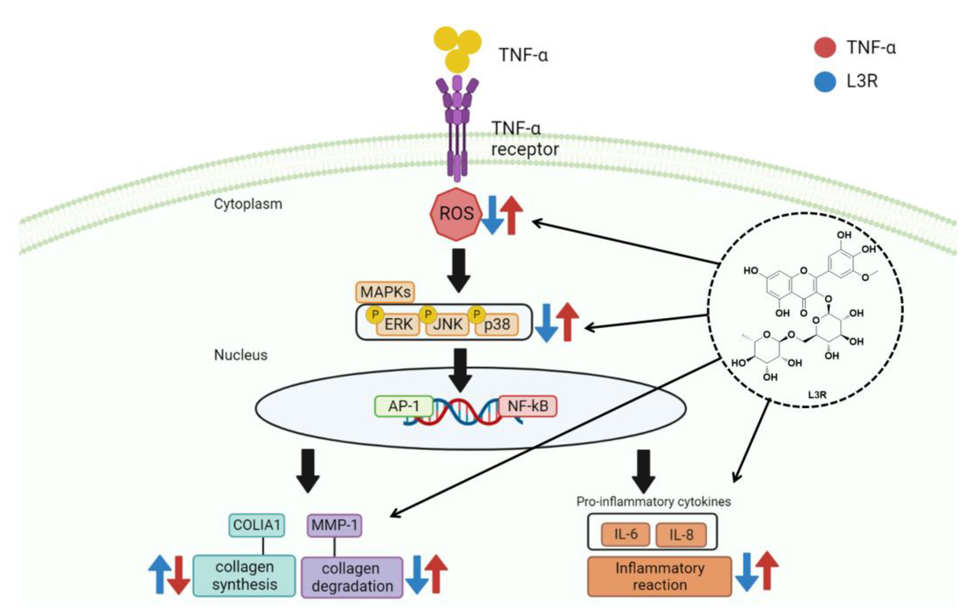 Antioxidants 12 01432 g009 Antioxidants 12 01432 g009