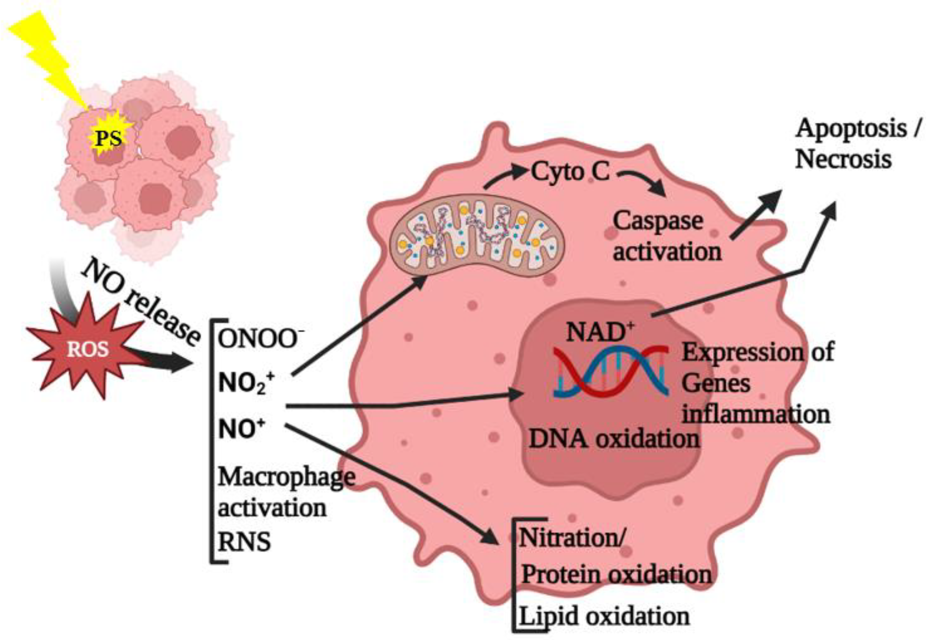 Antioxidants 12 01434 g003
