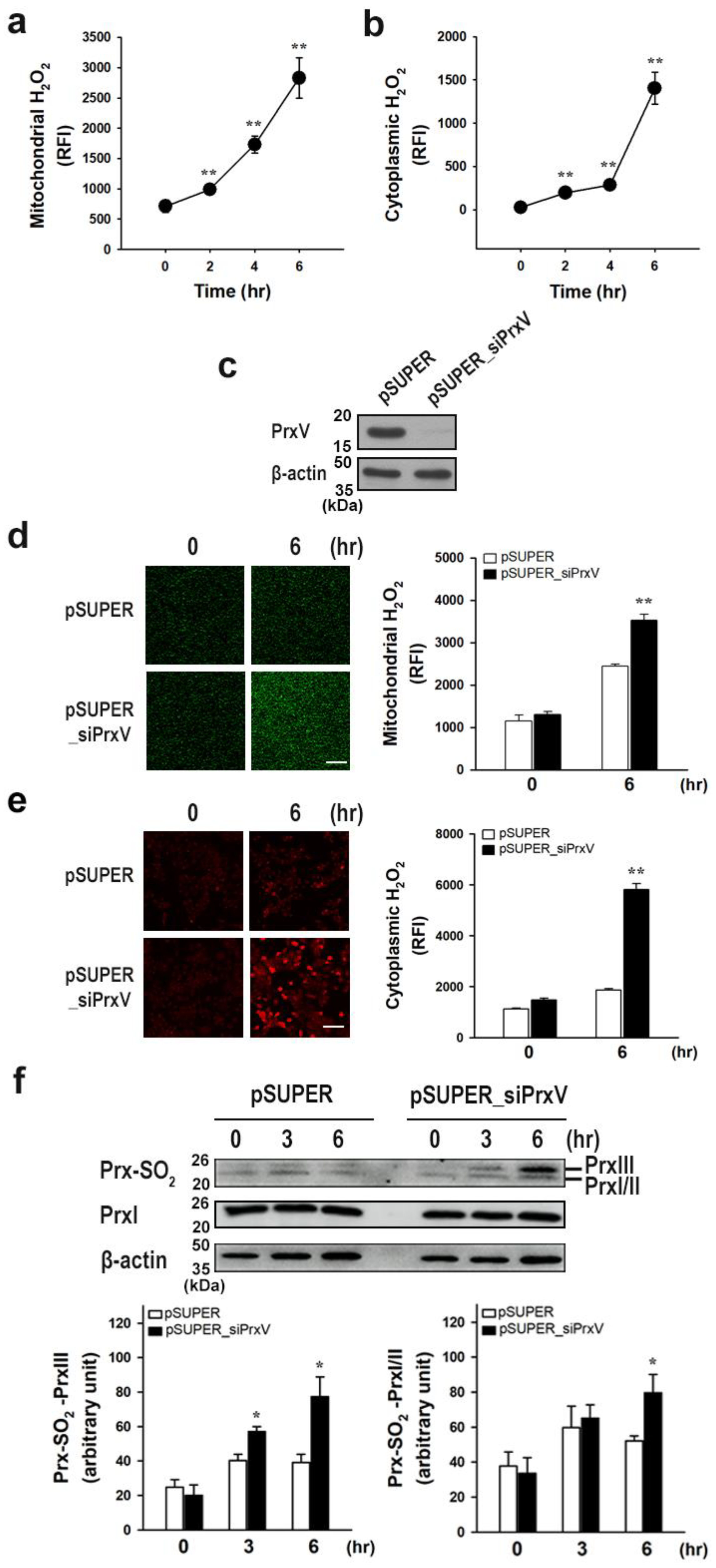 Antioxidants 12 01435 g001