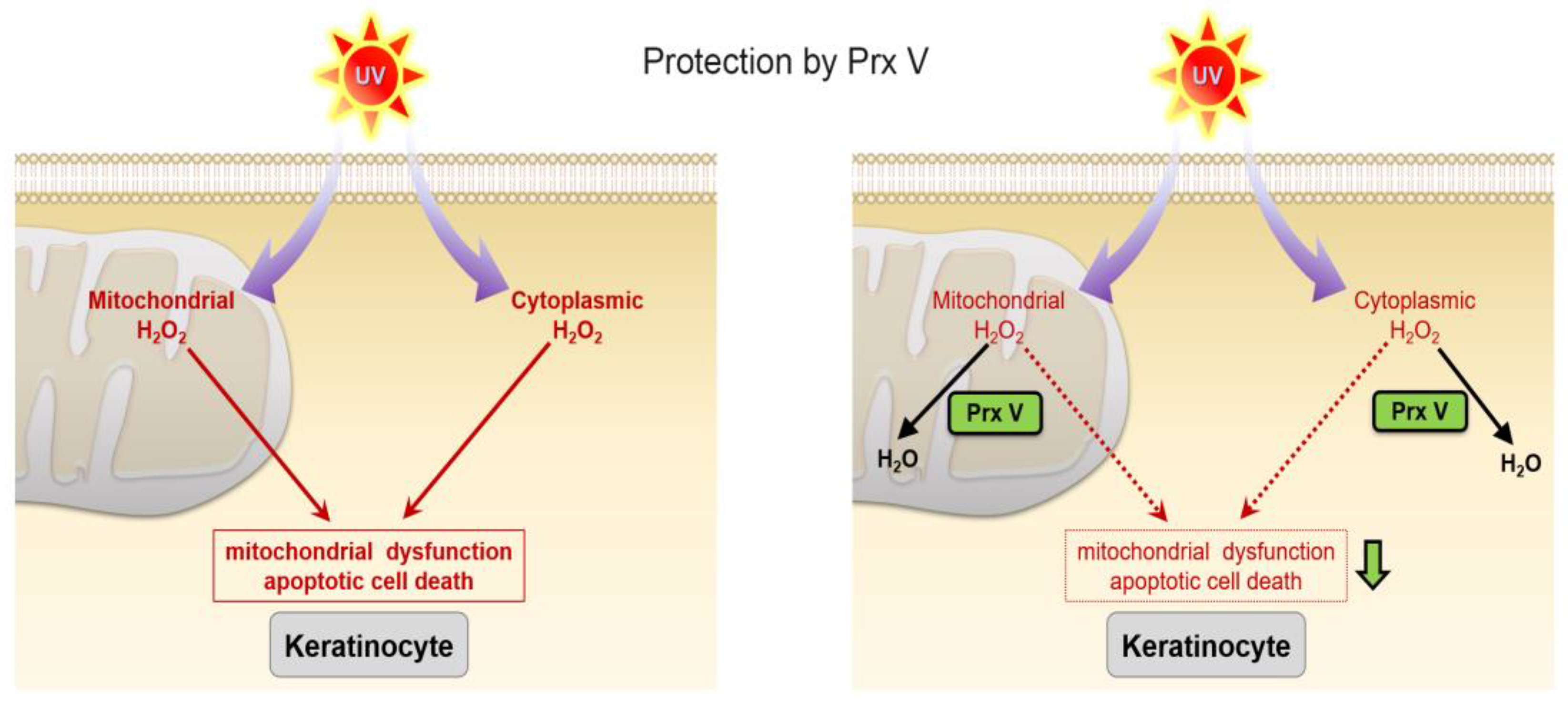 Antioxidants 12 01435 g006