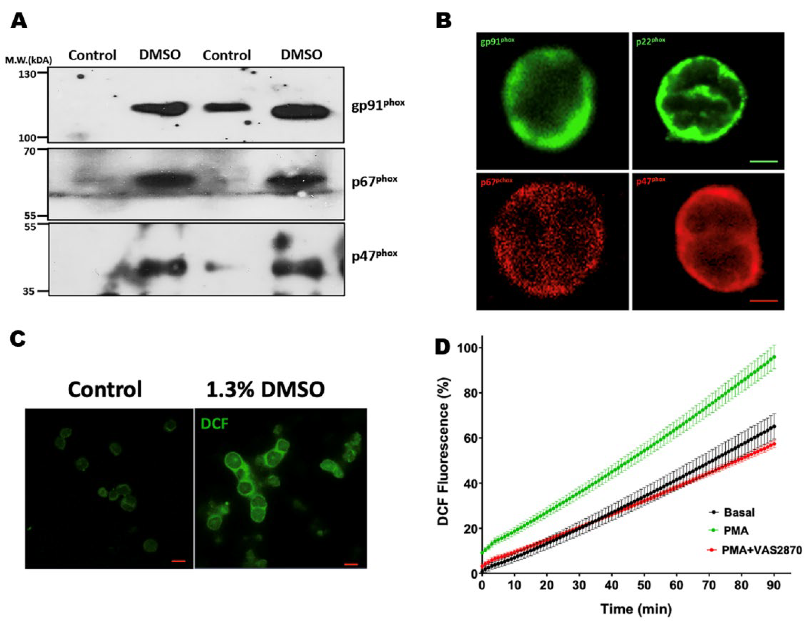 Antioxidants 12 01441 g002 Antioxidants 12 01441 g002
