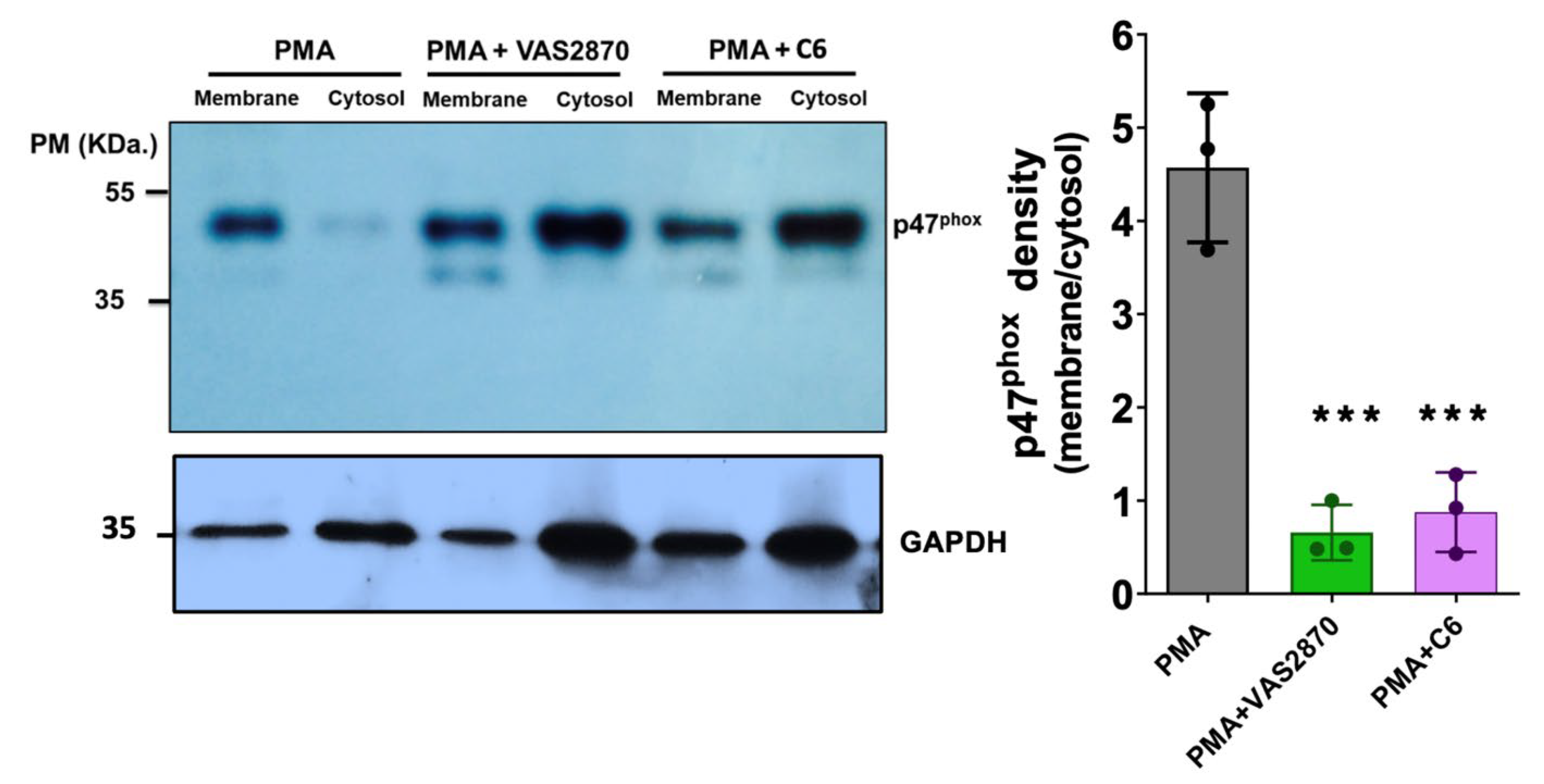 Antioxidants 12 01441 g007 Antioxidants 12 01441 g007