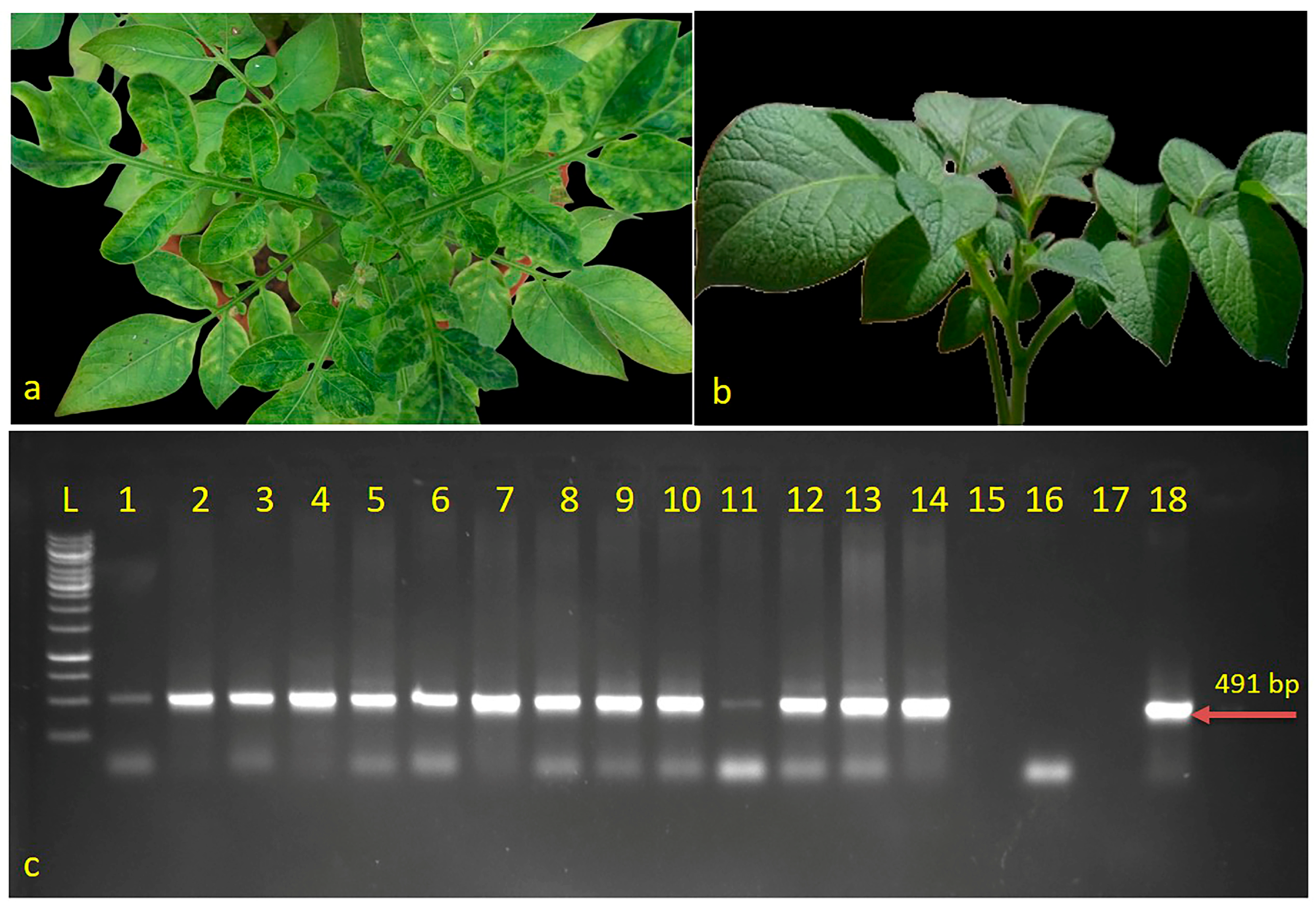 Antioxidants 12 01447 g001 Antioxidants 12 01447 g001